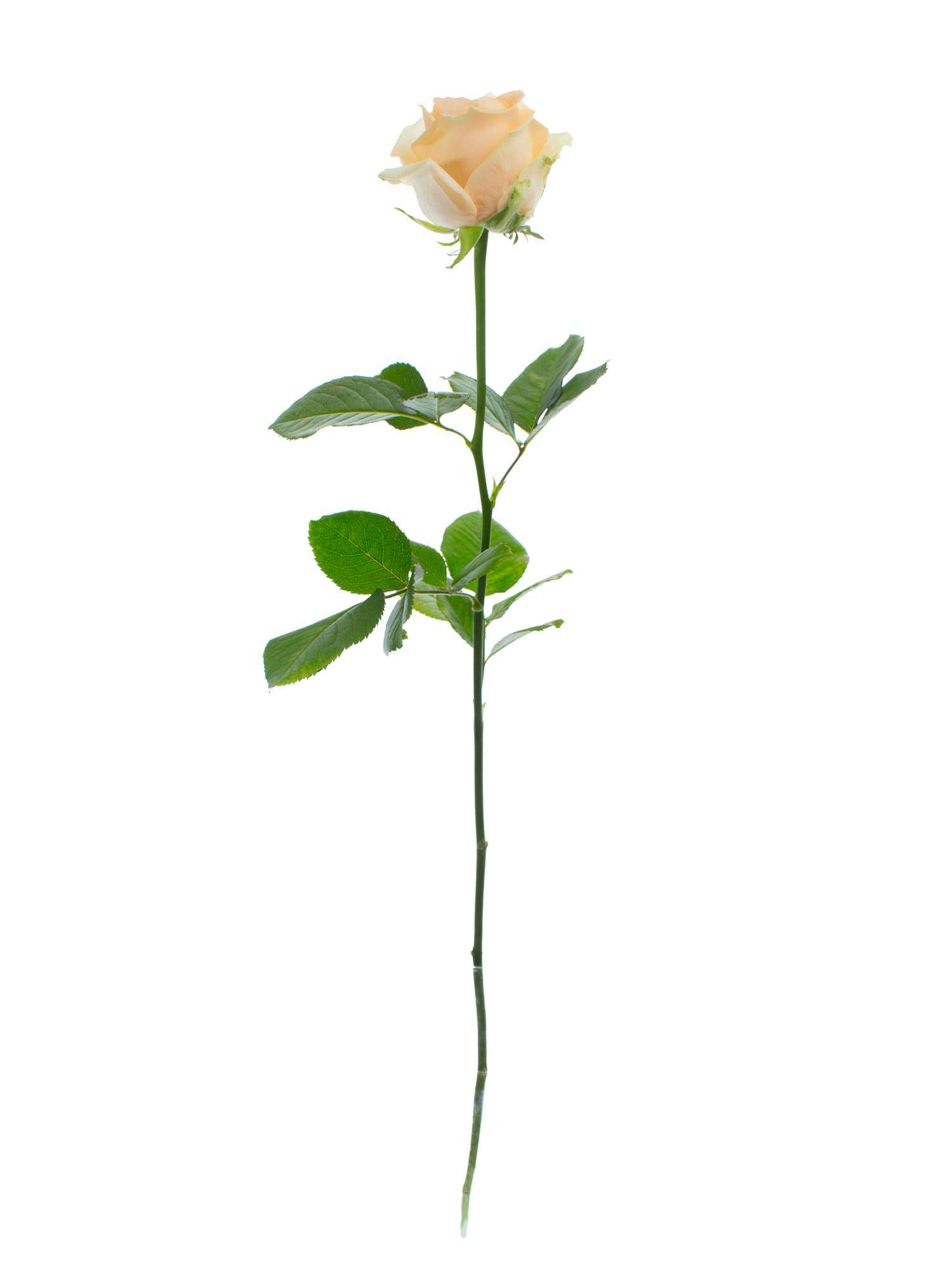 blumigo-rosen-avalanche-peach-rose-apricot-einzelstiel image 3