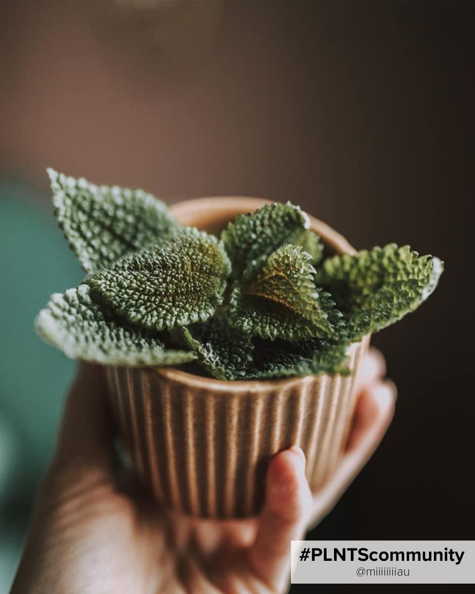 plnts-babyplnts-pilea-moon-valley-zimmerpflanze-6cm-topf image 5