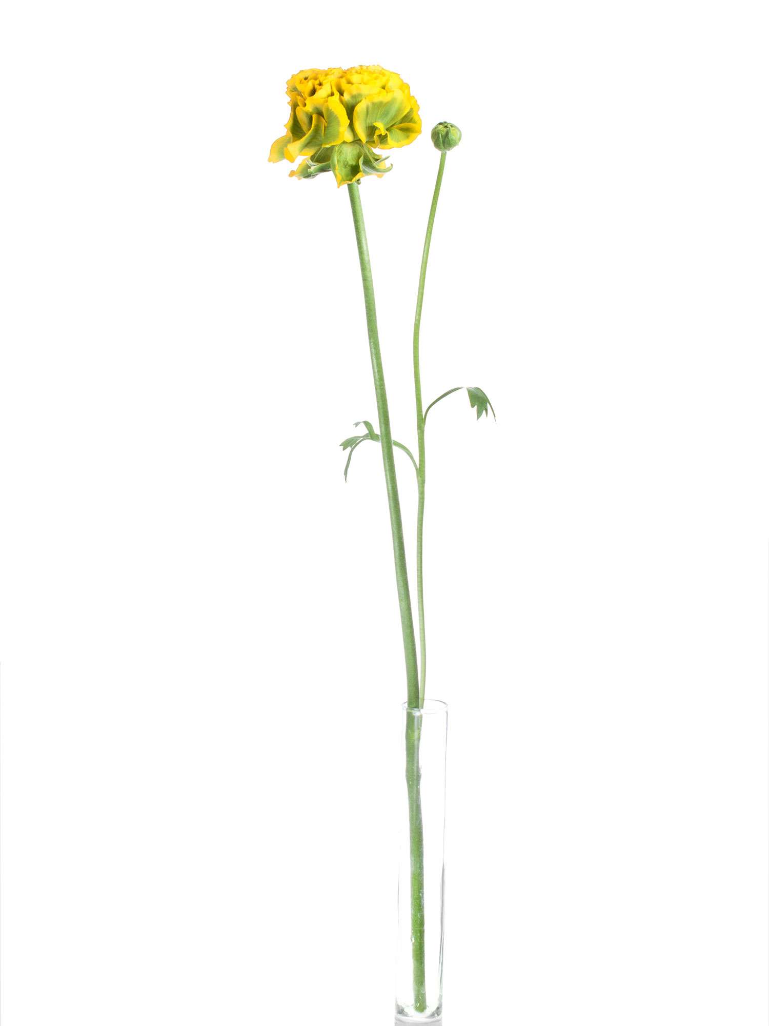 blumigo-ranunkeln-xl-ponpon-merlino-schnittblumen-gelb-gr-n image 3