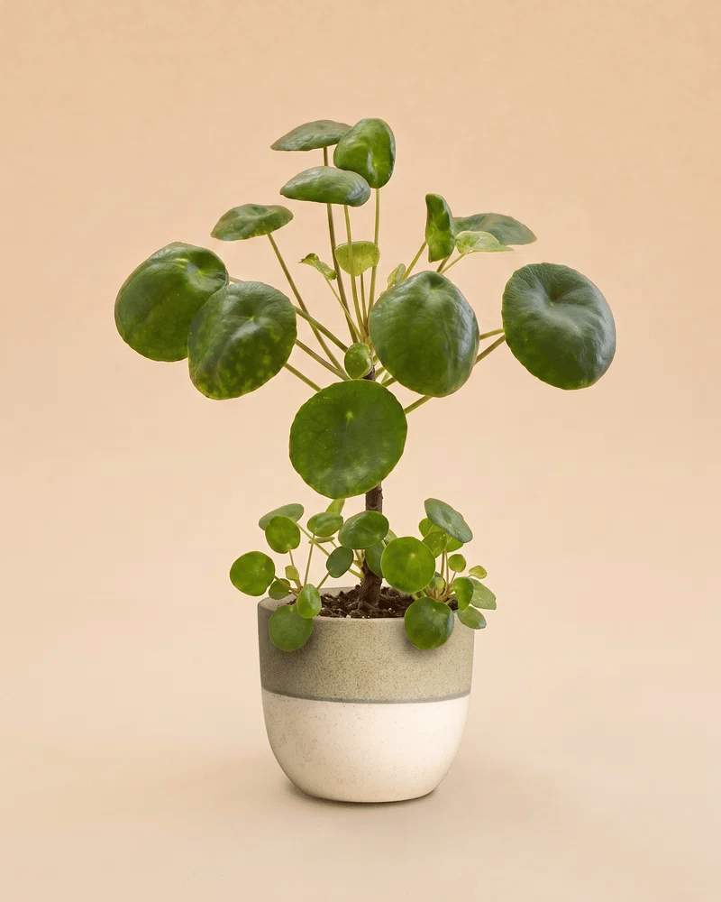 feey-variado-ufopflanze-pilea-zimmerpflanze-tierfreundlich image 5