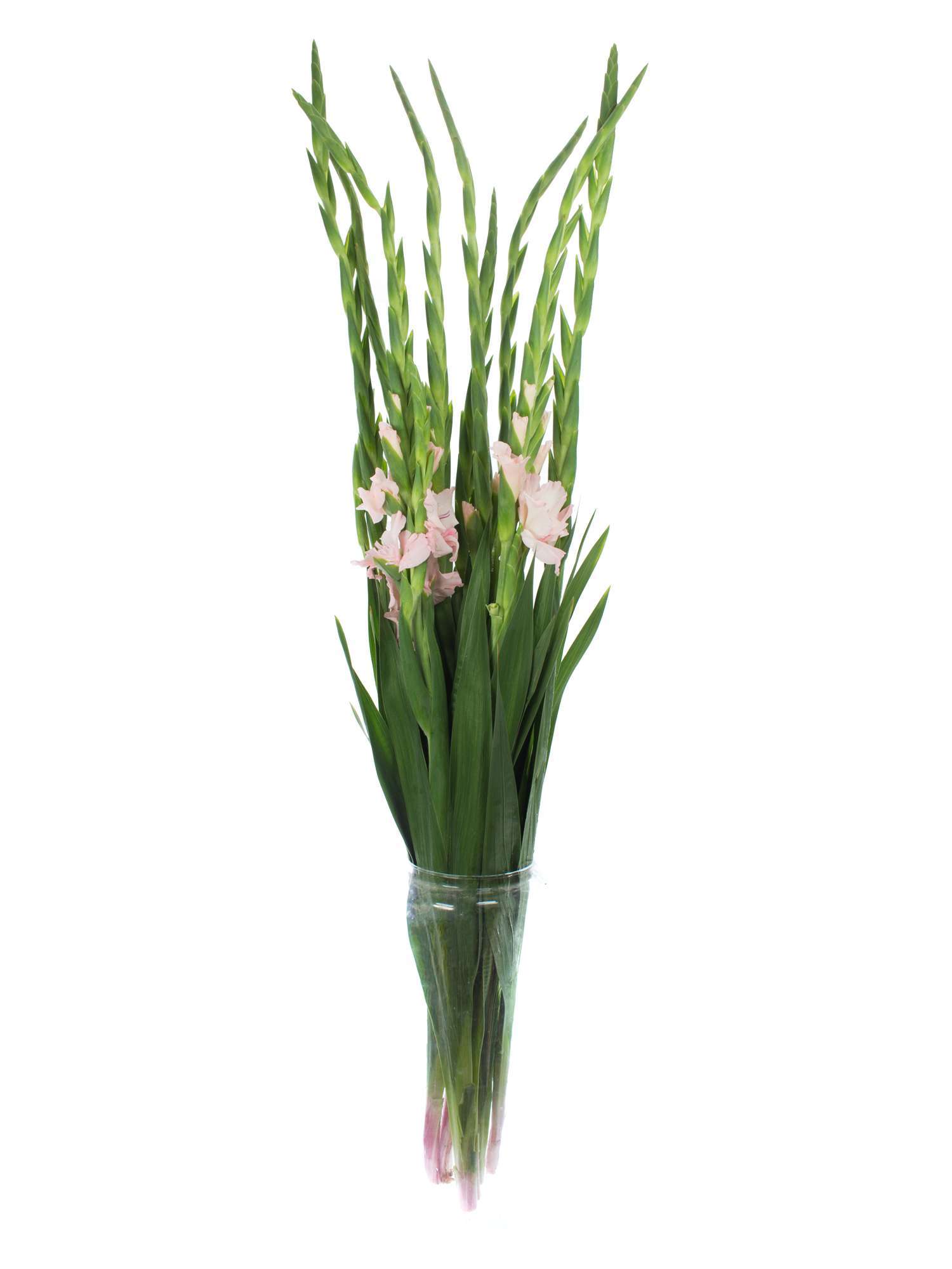 blumigo-gladiolen-adrenalin-rosa-schnittblumen image 2