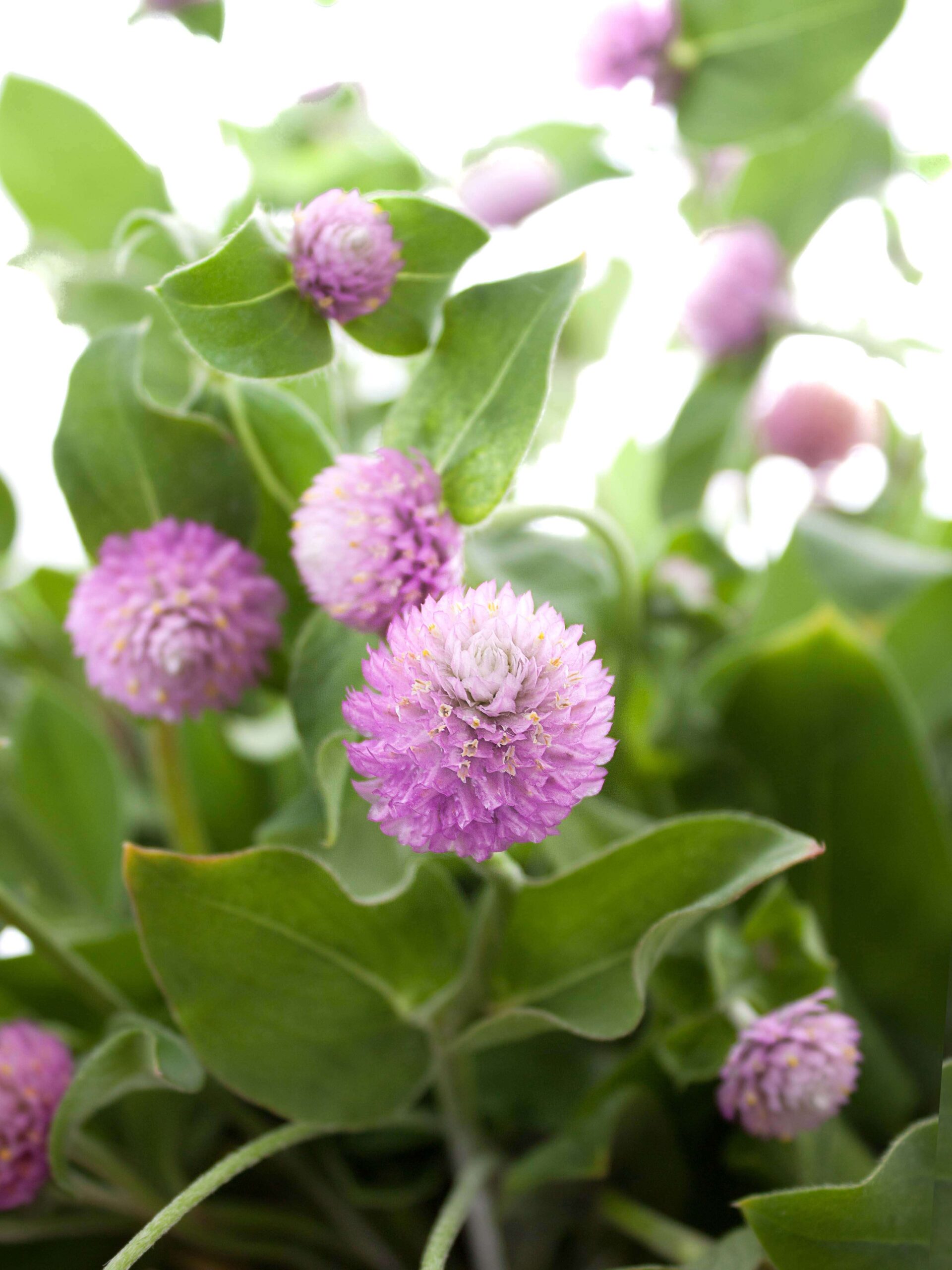 blumigo-gomphrena-kugelamarant-rosa-schnittblume-stiel image 1