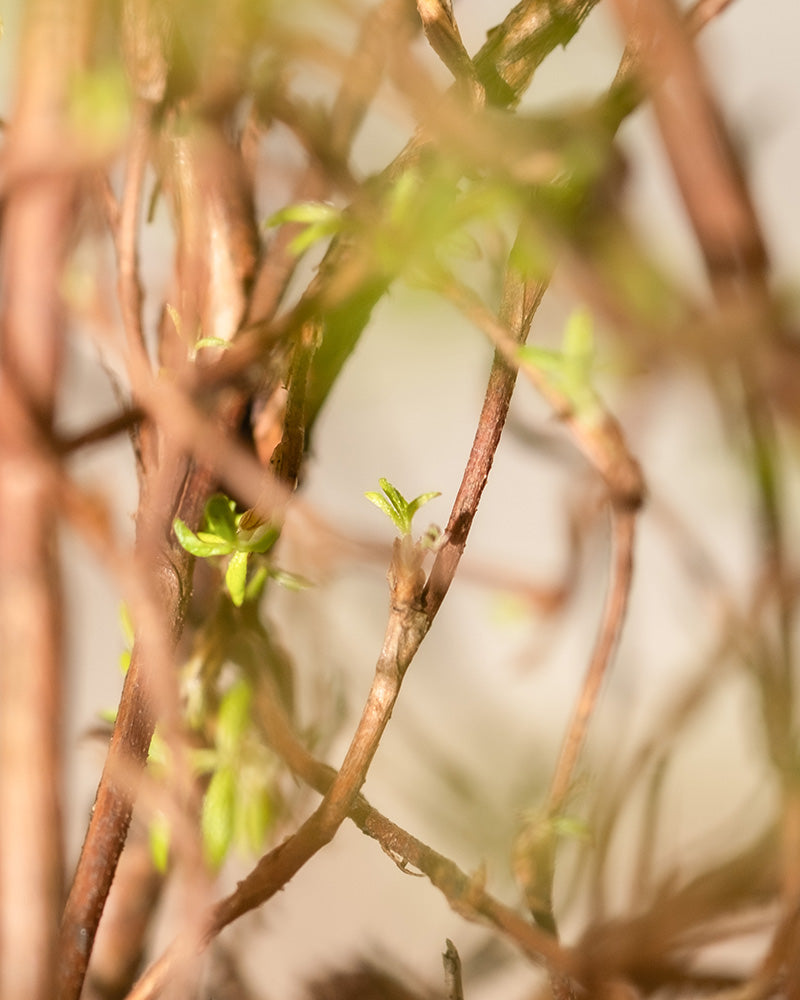 feey-amsterdam-rosa-fingerstrauch-bl-hstrauch-winterhart image 7