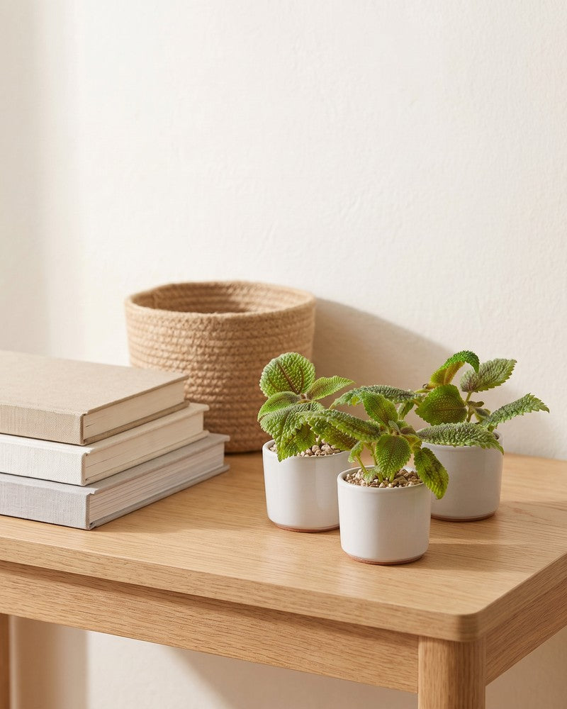 feey-variado-baby-pilea-moon-valley-3er-set-klein image 8