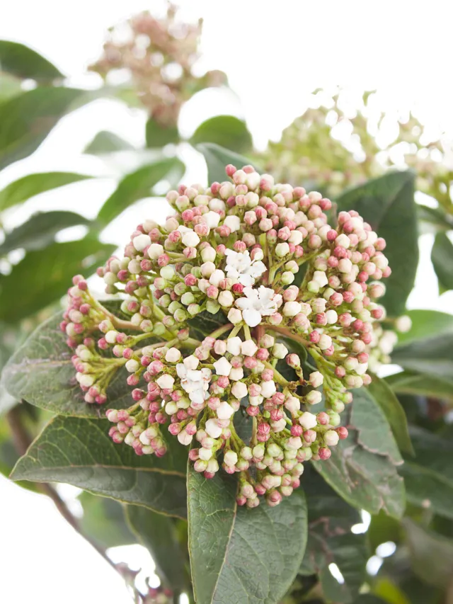 blumigo-viburnum-macrophylla-greenery-weiss-rot image 1