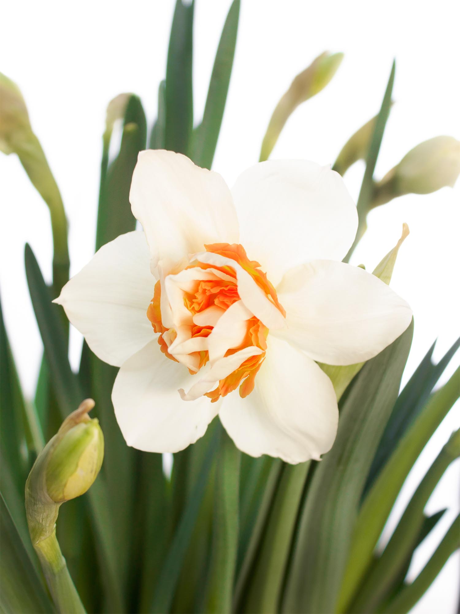blumigo-fr-hlingsknollen-wedding-bell-narzissen-wei-orange image 1