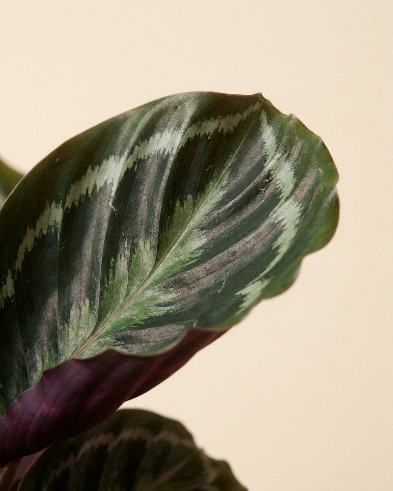 feey-calathea-roseopicta-zimmerpflanze-ohne-bertopf-tierfreundlich image 4