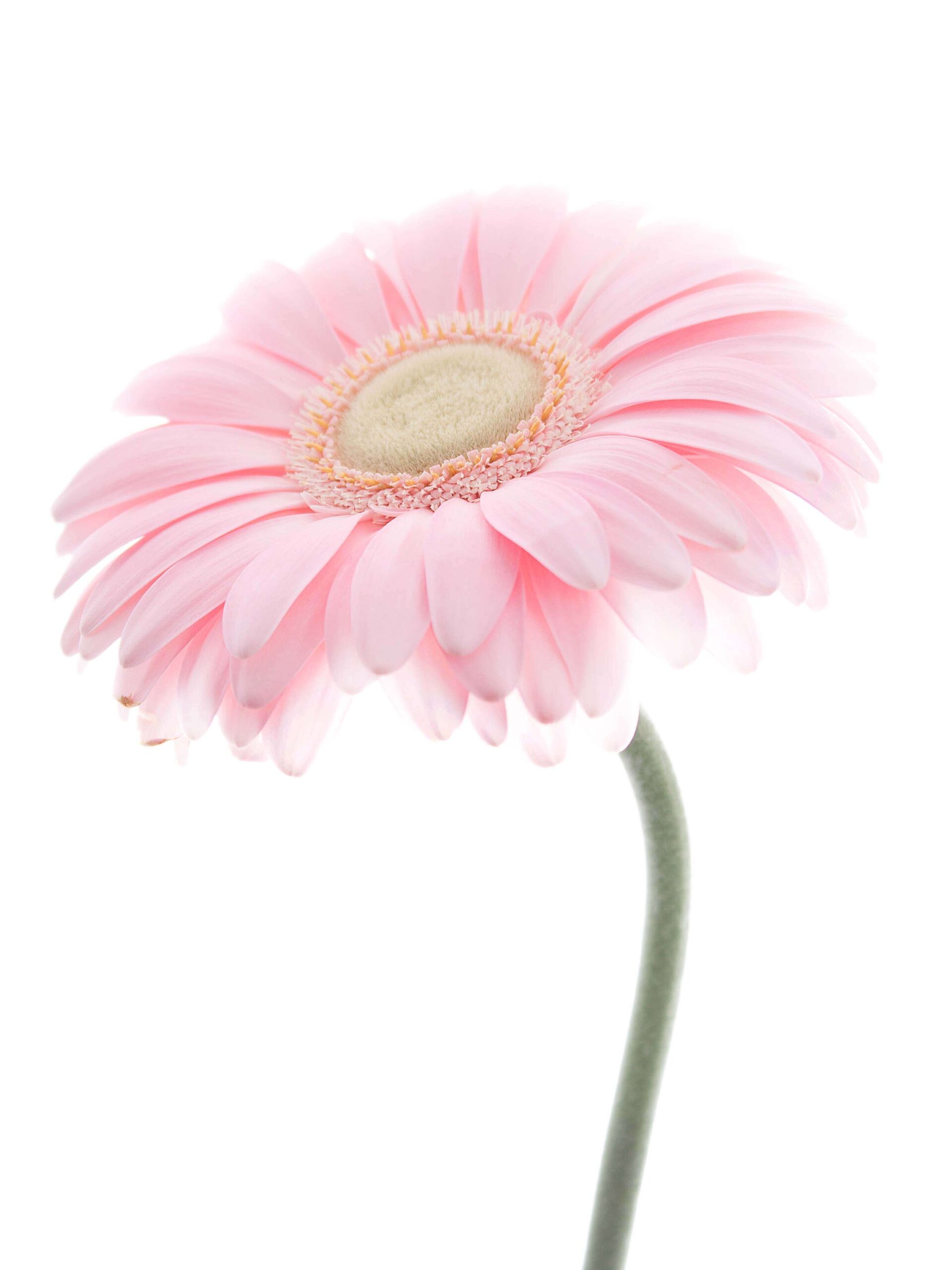 blumigo-gerbera-plot-schnittblume-rosa image 3