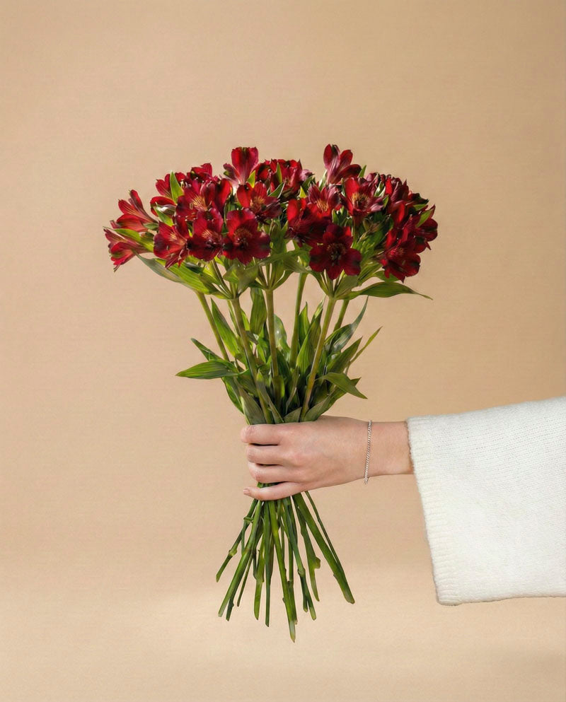 feey-rilio-alstroemeria-rot-schnittblumen-frisch image 3