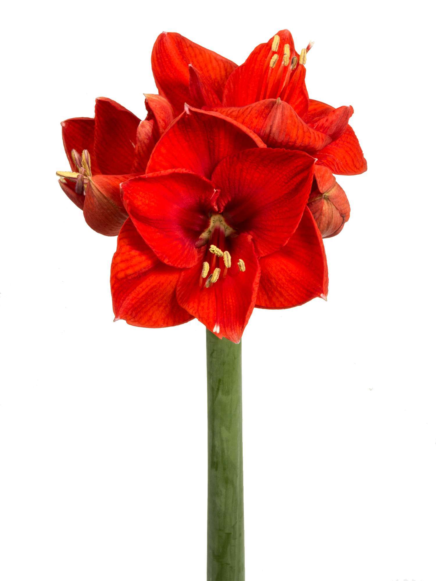blumigo-amaryllis-red-lion-schnittblume-rot-f-r-bodenvase image 2