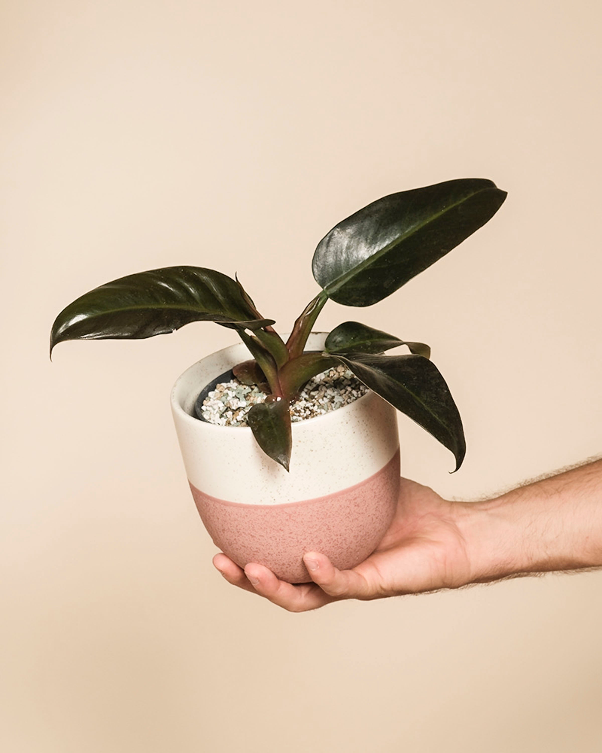 feey-variado-philodendron-imperial-red-zimmerpflanze-ohne-topf image 1