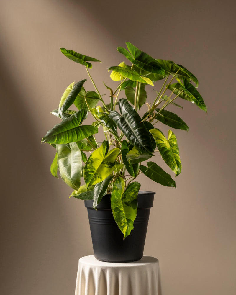 feey-philodendron-burle-marx-variegata-ohne-bertopf image 3