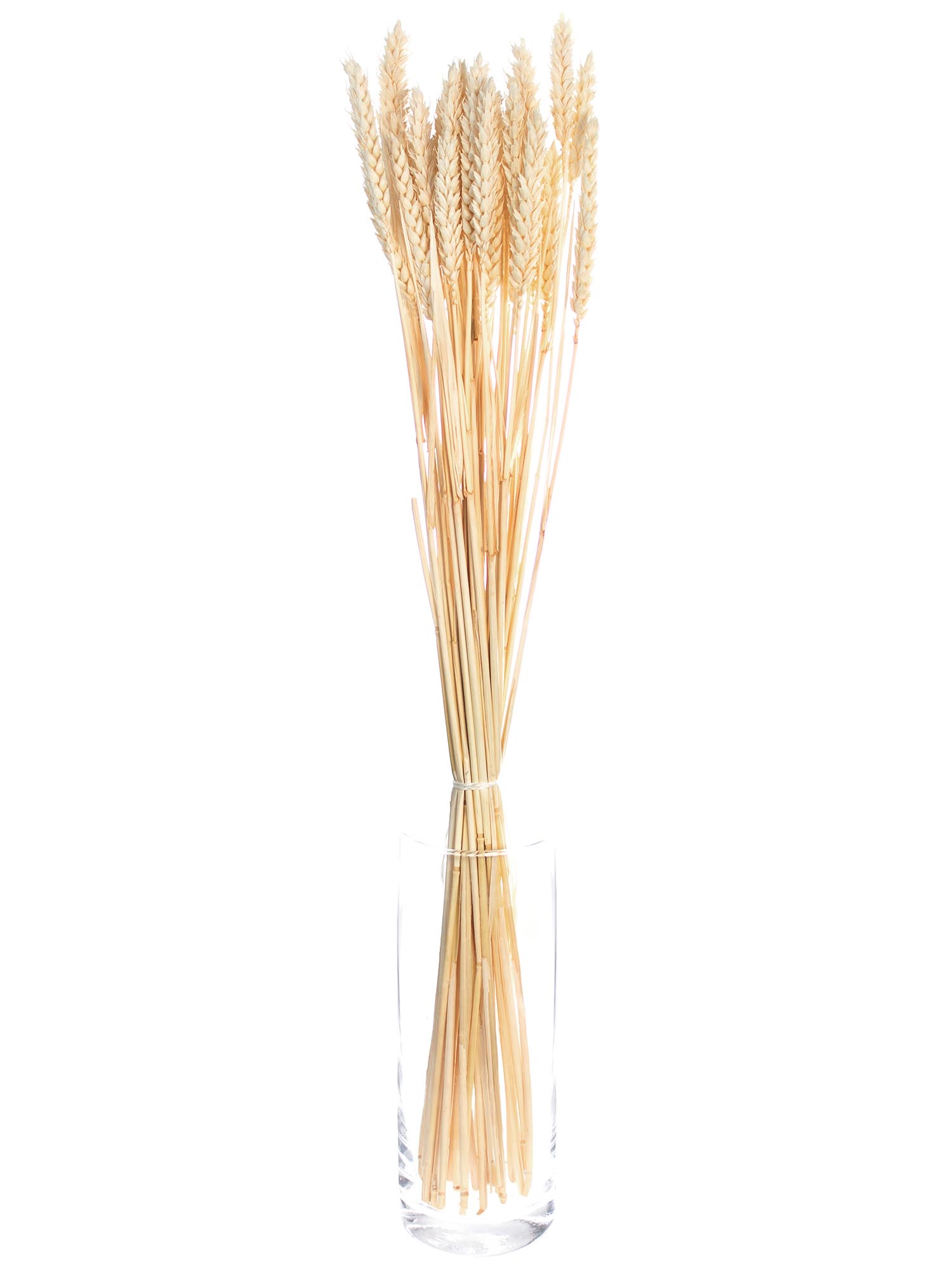 blumigo-trockenblumen-triticum-weizen-gebleicht-creme image 2