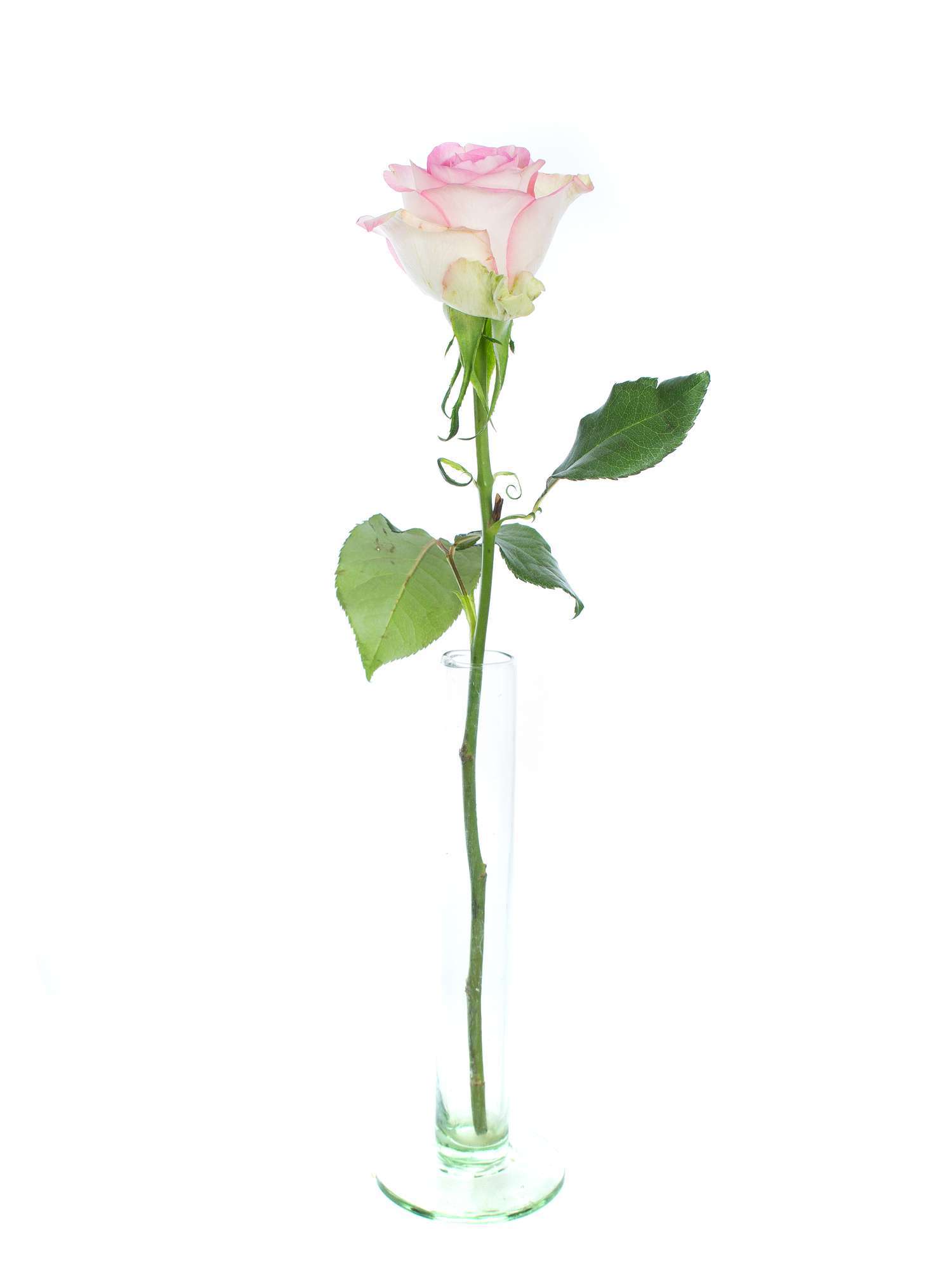 blumigo-rosen-lovely-jewel-schnittrosen-rosa-creme-st-ck image 3