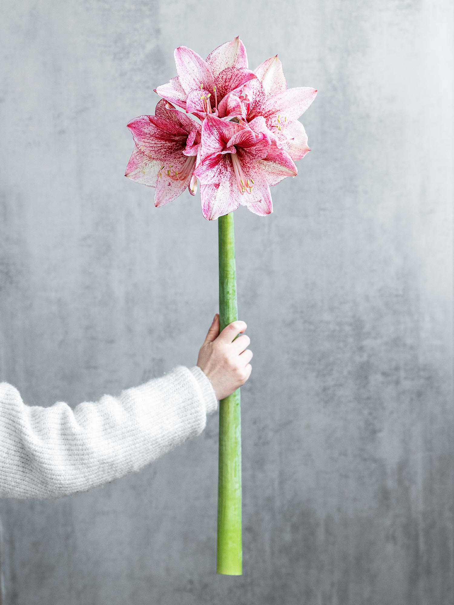 blumigo-amaryllis-revelation-schnittblume-pink-wei image 1