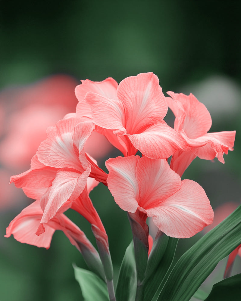 feey-amsterdam-canna-pink-knollen-3-stk-f-r-beet-und-k-bel image 2