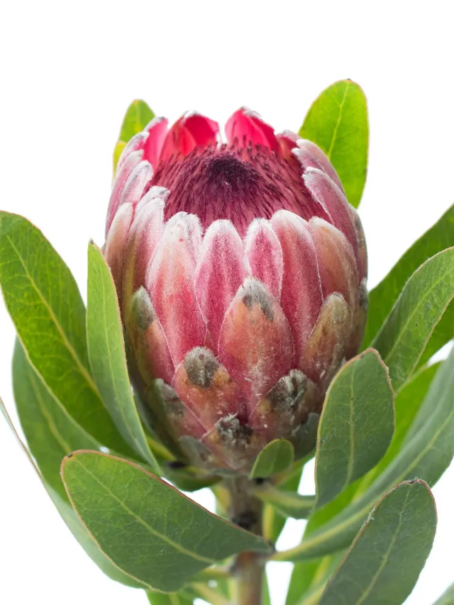 blumigo-proteen-protea-pink-ice-schnittblume-rosa image 1