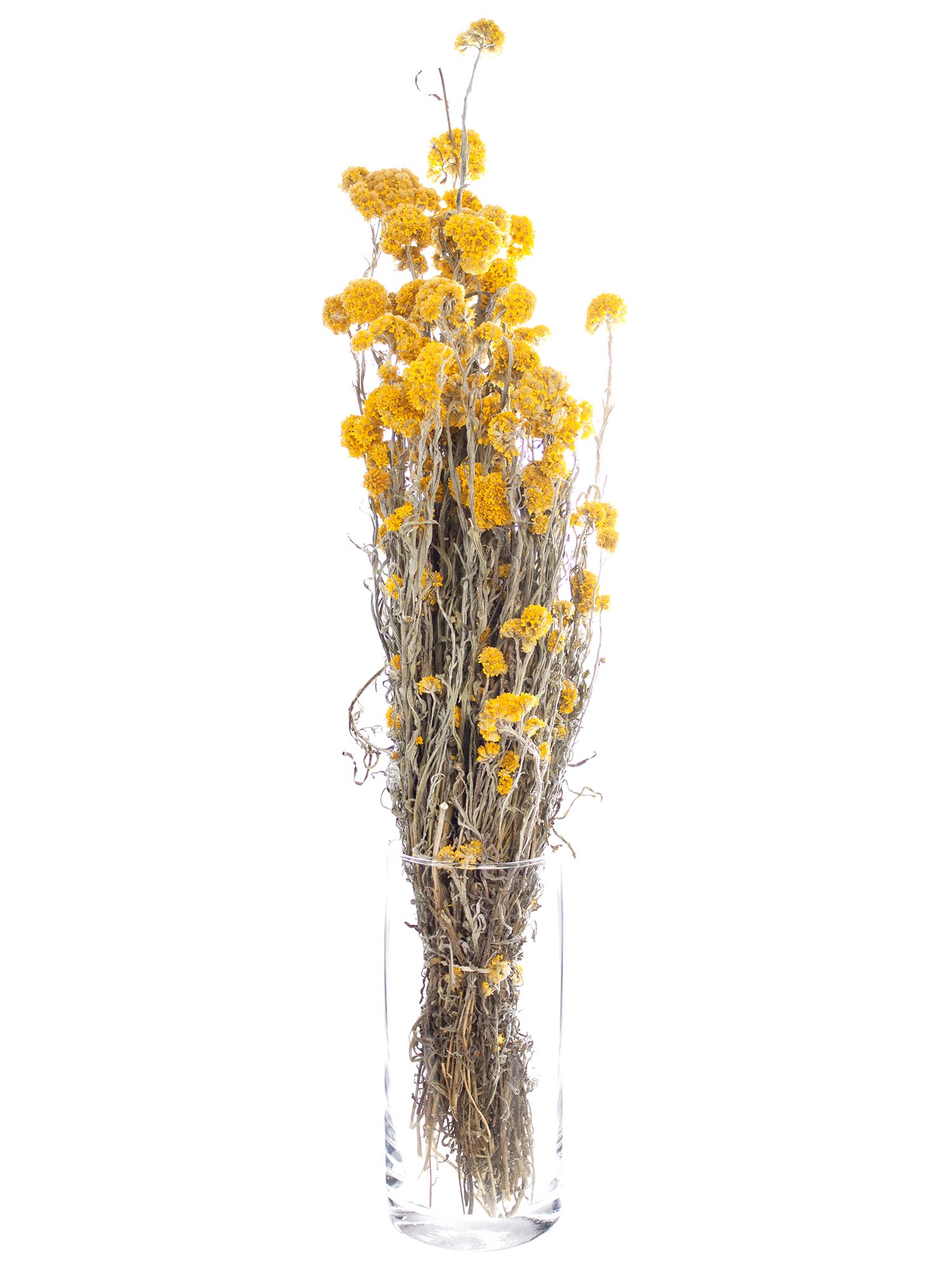 blumigo-trockenblumen-helipterum-sandfordii-natur image 2