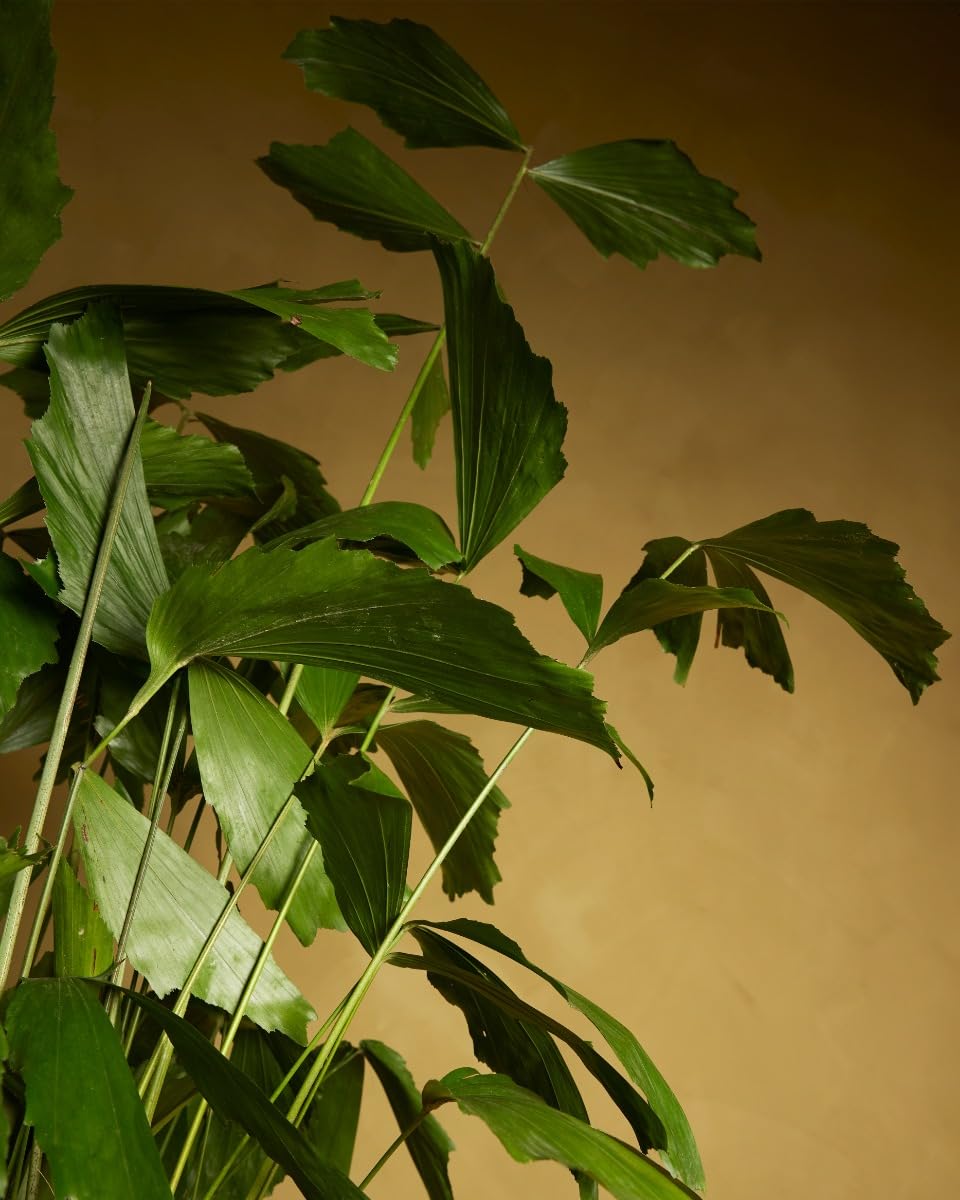 plnts-rareplnts-caryota-mitis-palme-85cm-21cm-topf-fischschwanz image 8
