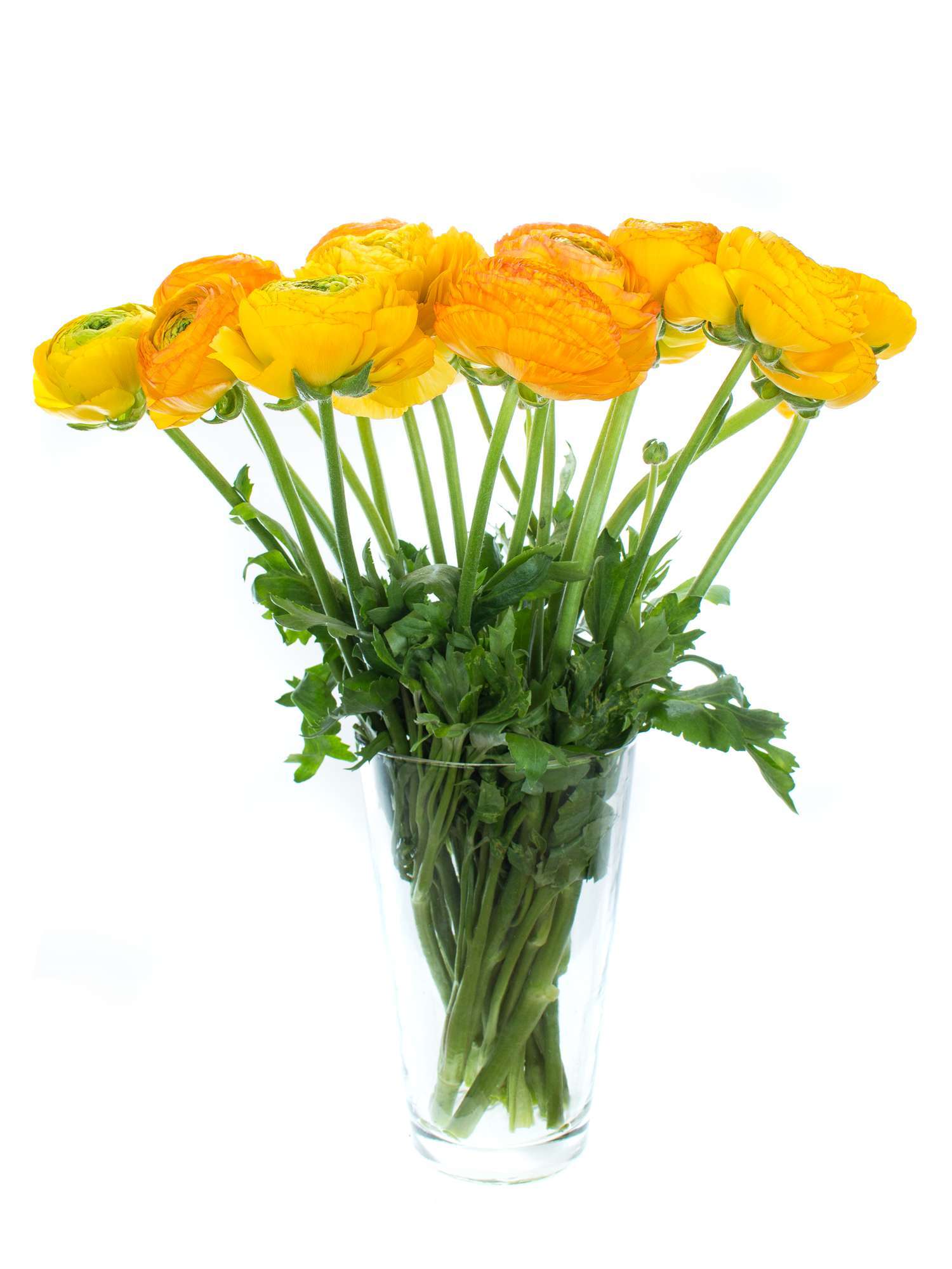 blumigo-ranunkeln-xl-cloni-pareo-schnittblume-gelb image 4
