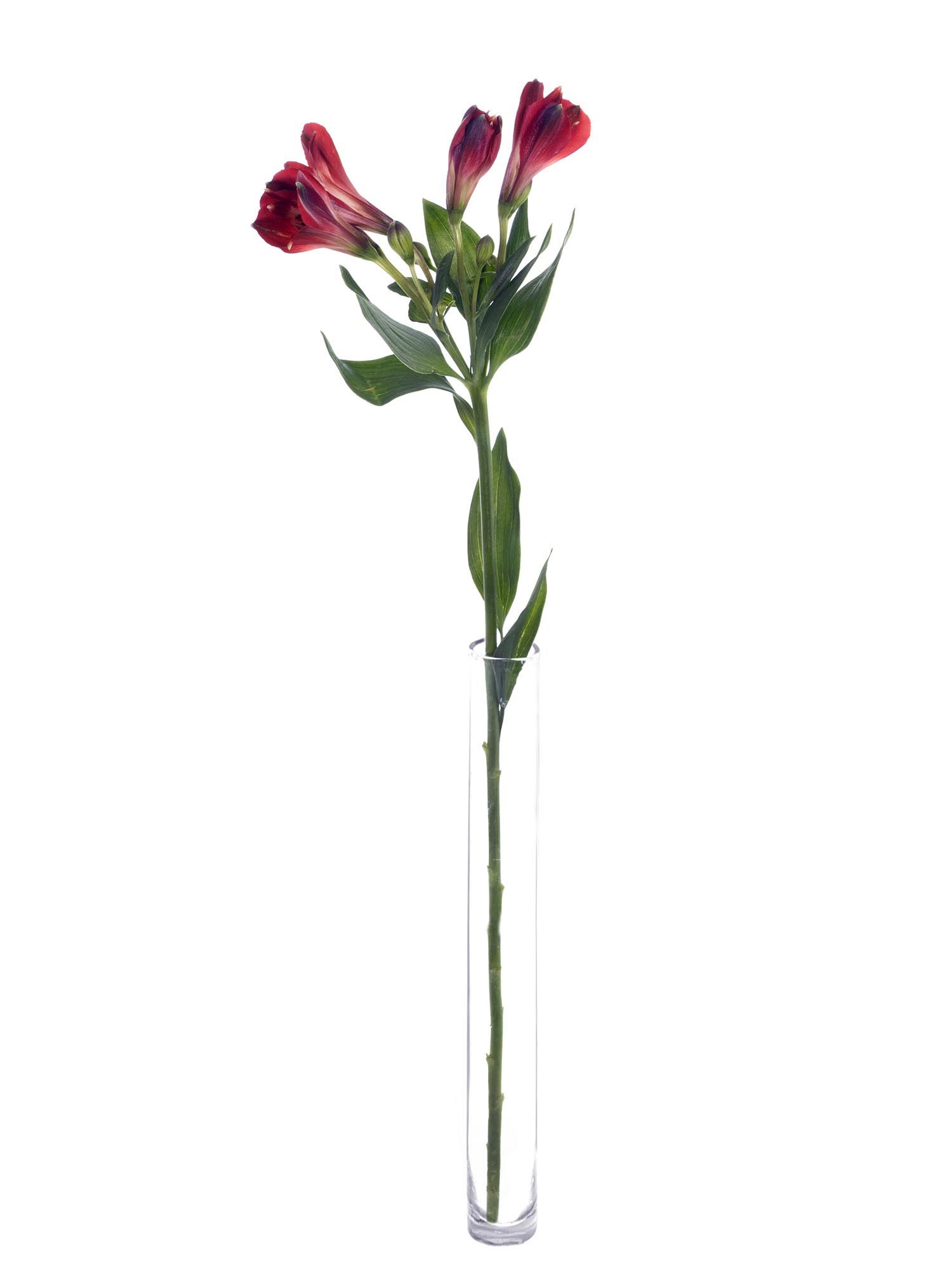 blumigo-alstromerien-rumba-inkalilien-rot image 3
