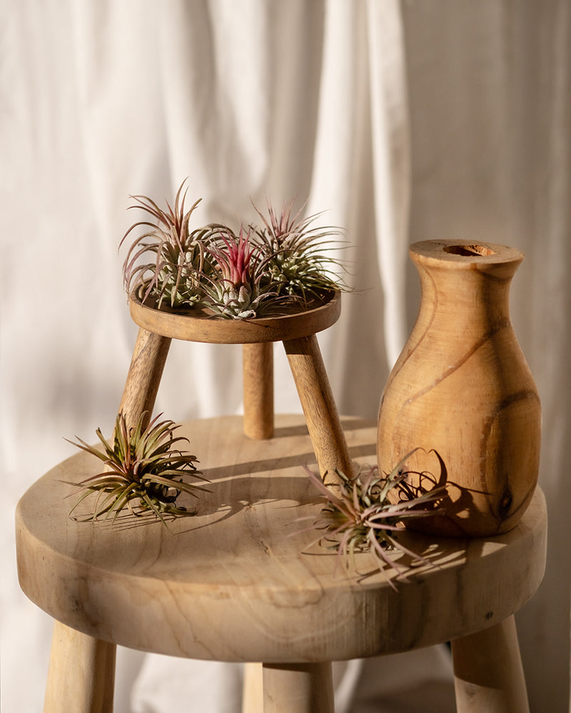 feey-variado-luftpflanzen-pink-tillandsia-5-st-ck image 4
