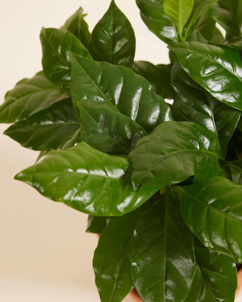 plnts-rareplnts-coffea-arabica-zimmerpflanze-25-cm-12-cm-topf image 3