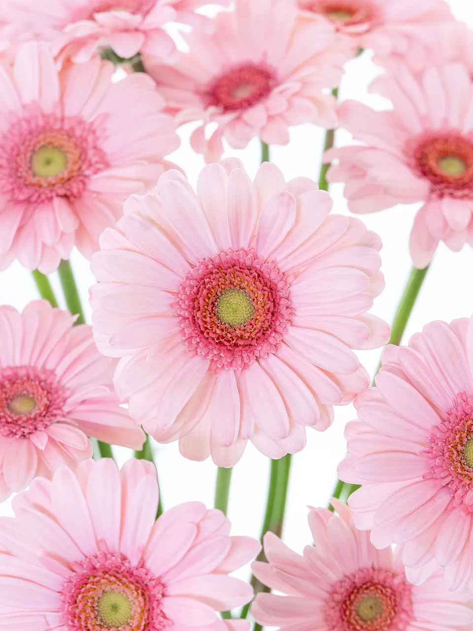 blumigo-gerbera-kimsey-mini-germini-rosa-schnittblume image 1