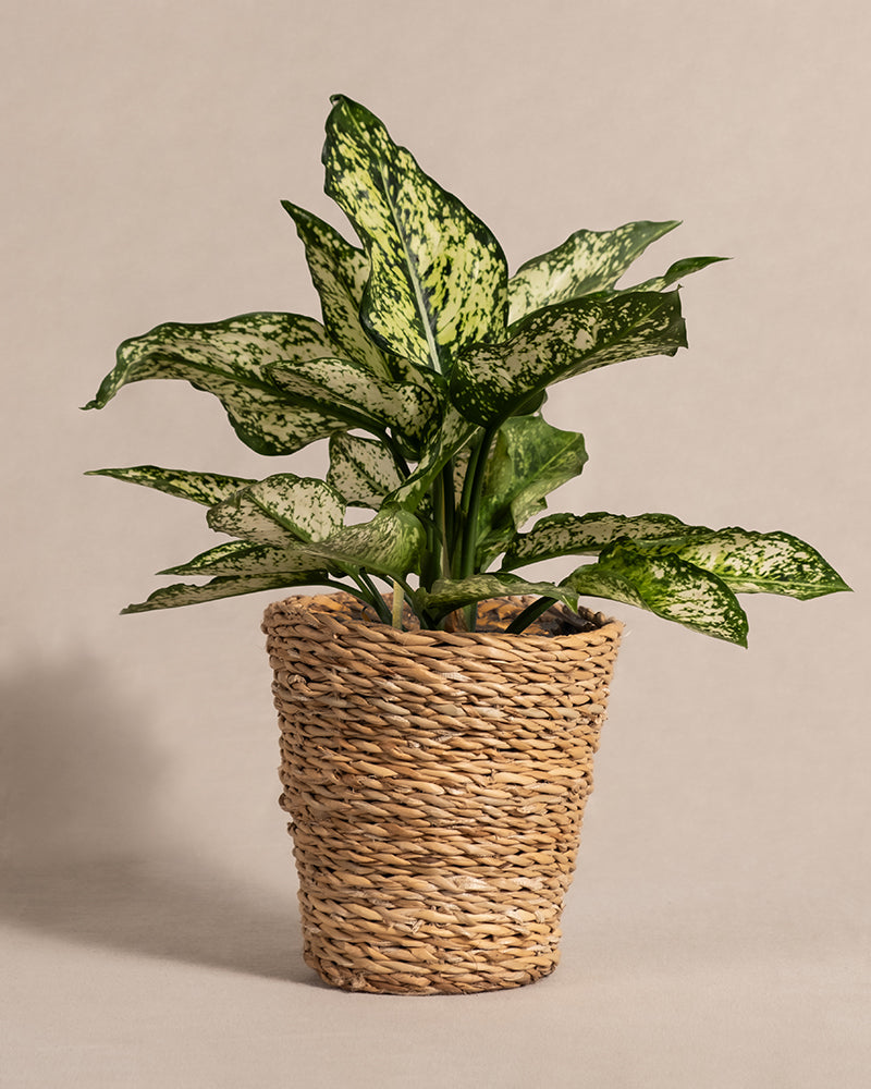 feey-variado-aglaonema-kiwi-zimmerpflanze-ohne-bertopf image 6
