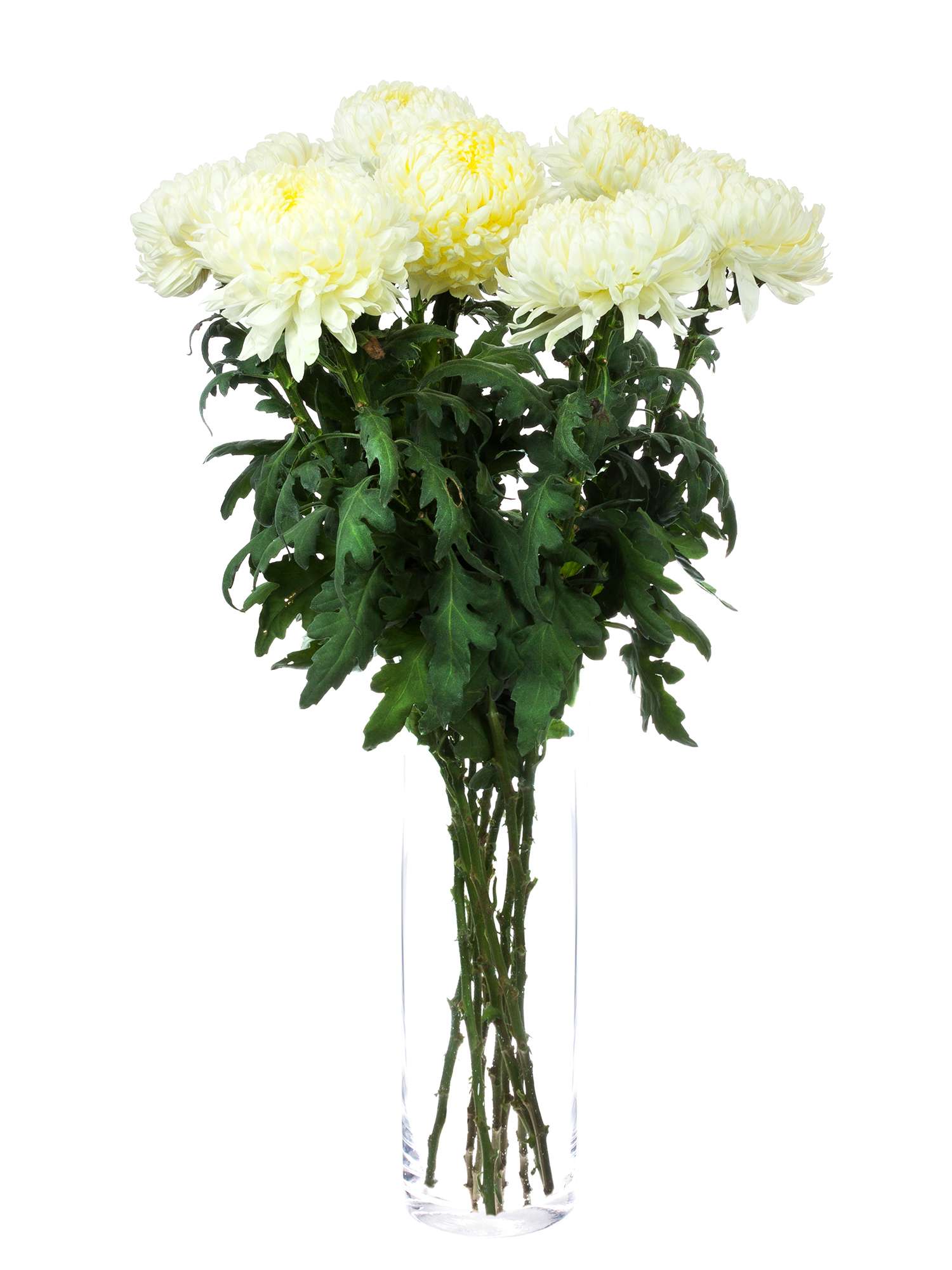 blumigo-chrysanthemen-shoesmith-schnittblume-wei-creme image 2