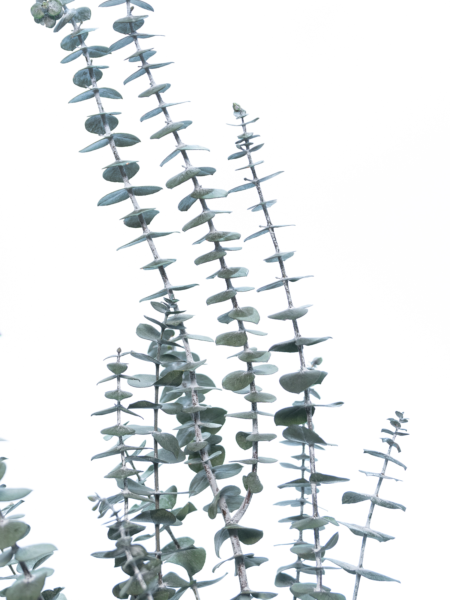 blumigo-trockenblumen-eukalyptus-baby-blue-trockenstrau-gr-n image 3