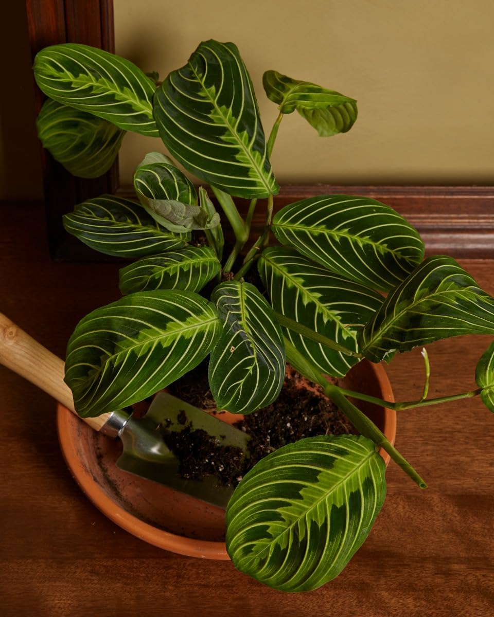 plnts-rareplnts-maranta-lemon-lime-gebetspflanze-12cm image 5