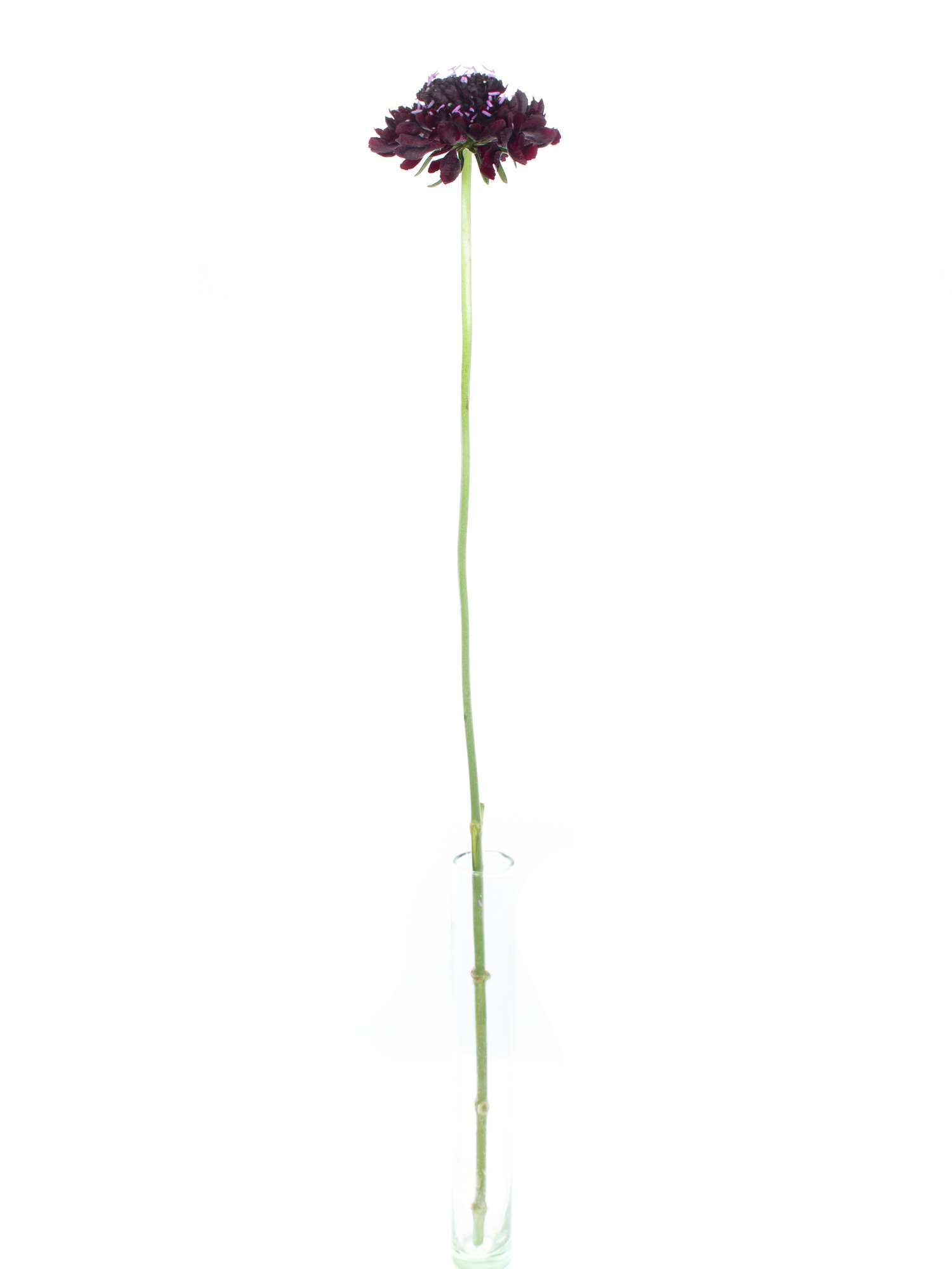 blumigo-skabiosen-schnittblume-dunkelviolett-bindegr-n image 3