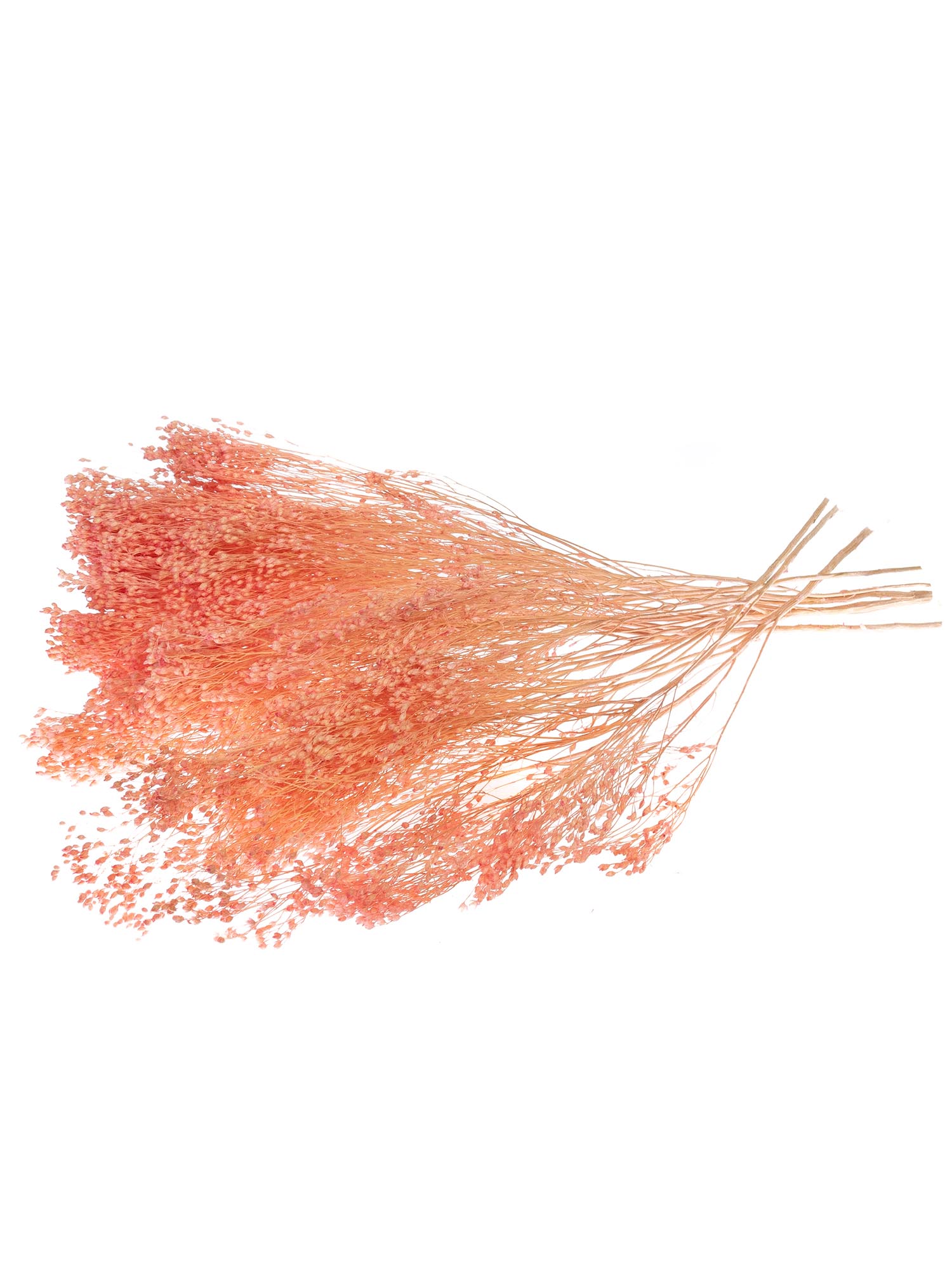 blumigo-trockenblumen-ginster-getrocknet-rosa-bund image 2