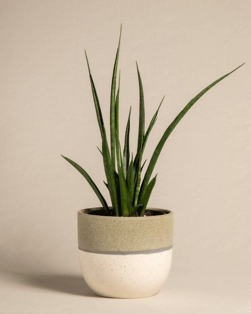 feey-variado-sansevieria-friends-zimmerpflanze-ohne-bertopf image 5