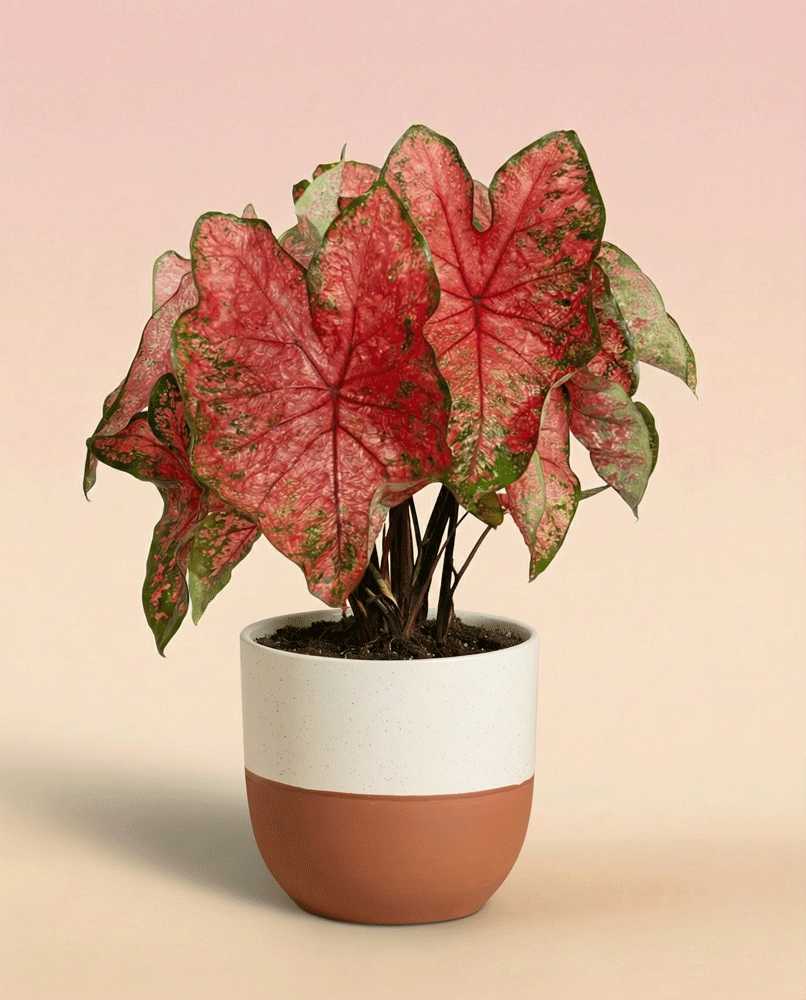 feey-variado-caladium-lava-glow-zimmerpflanze-ohne-bertopf-pink image 5