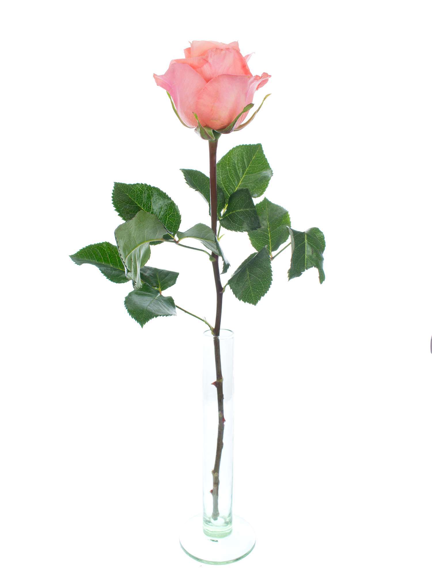 blumigo-rosen-lady-margaret-schnittrosen-lachs-creme image 3
