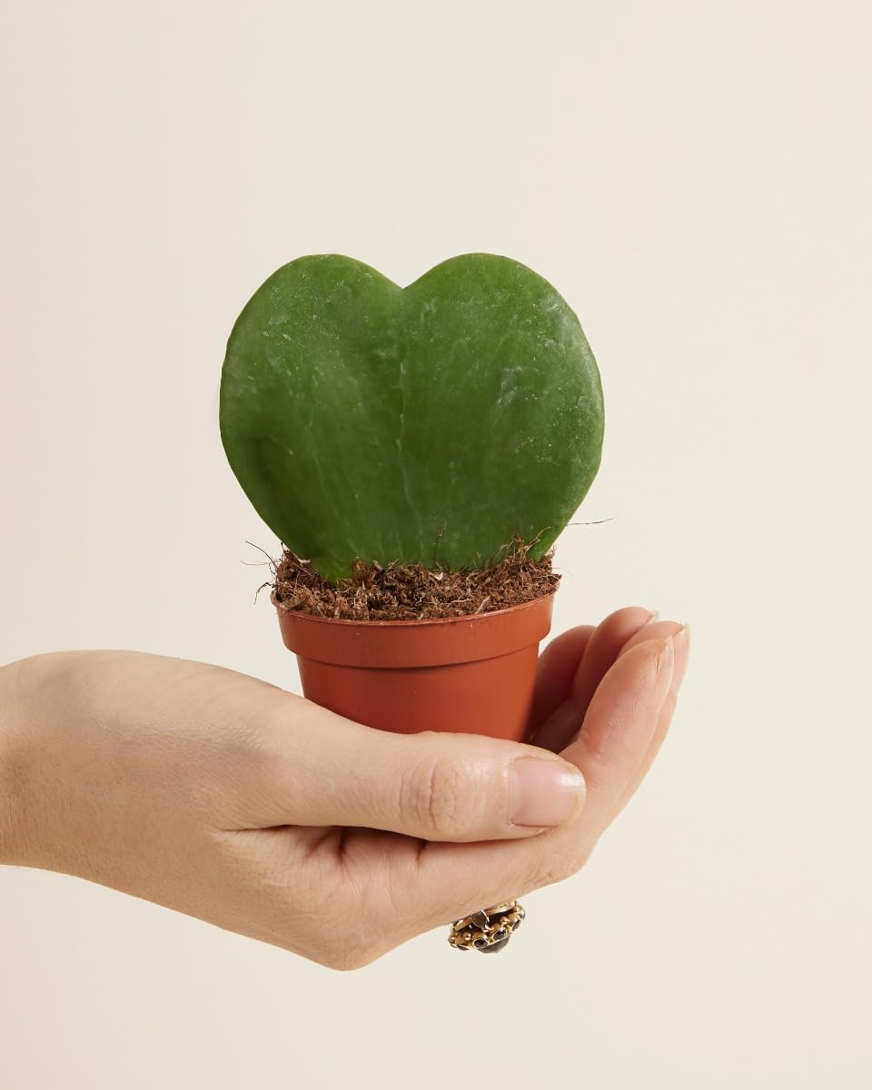plnts-babyplnts-hoya-kerrii-zimmerpflanze-10cm image 2