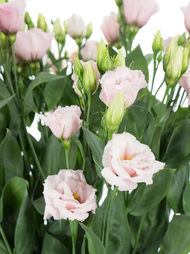 blumigo-lisianthus-arena-light-pink-rosa-schnittblumen image 1