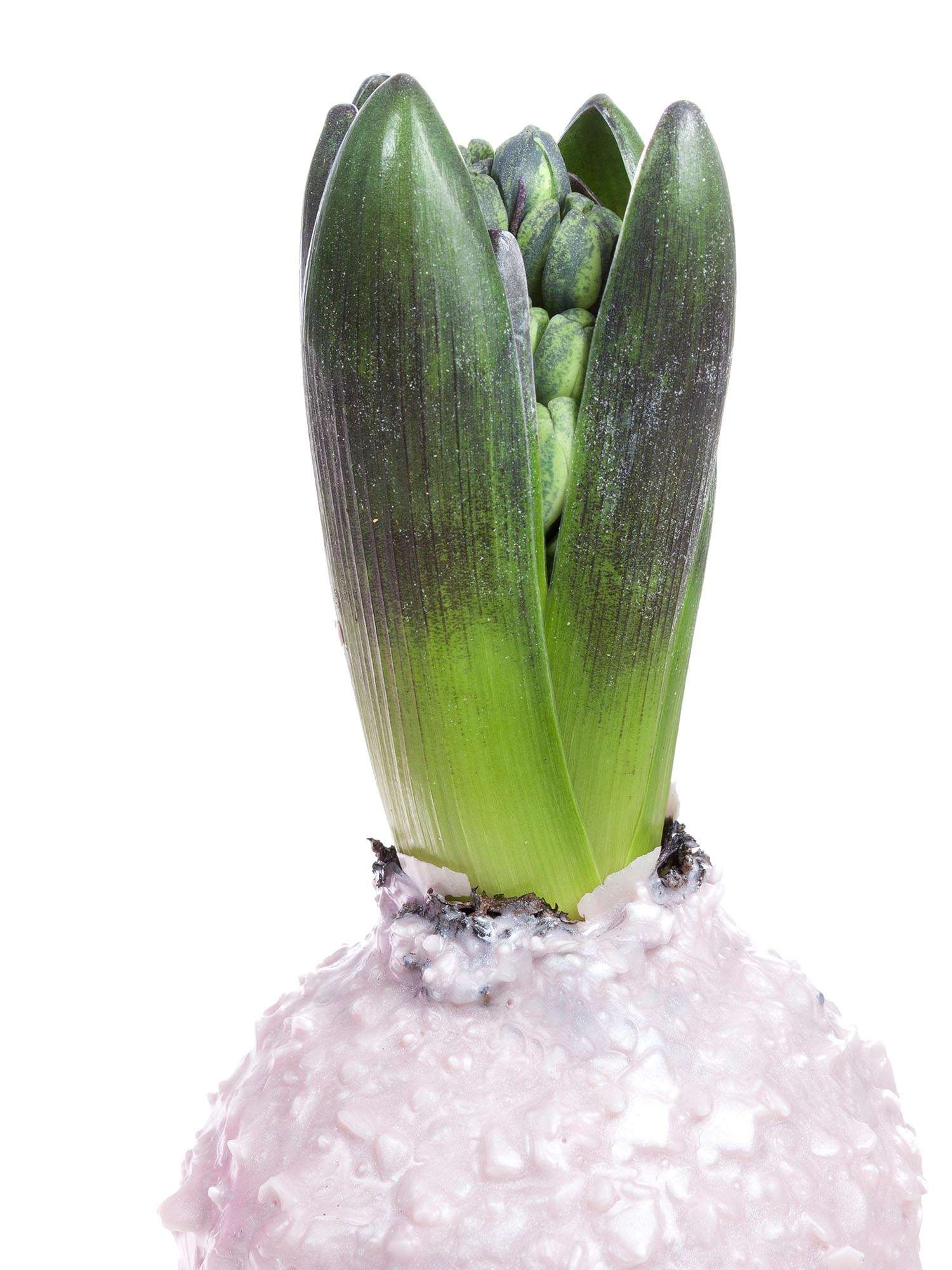 blumigo-fr-hlingsknollen-gewachste-hyazinthe-zart-ros-flocken image 2