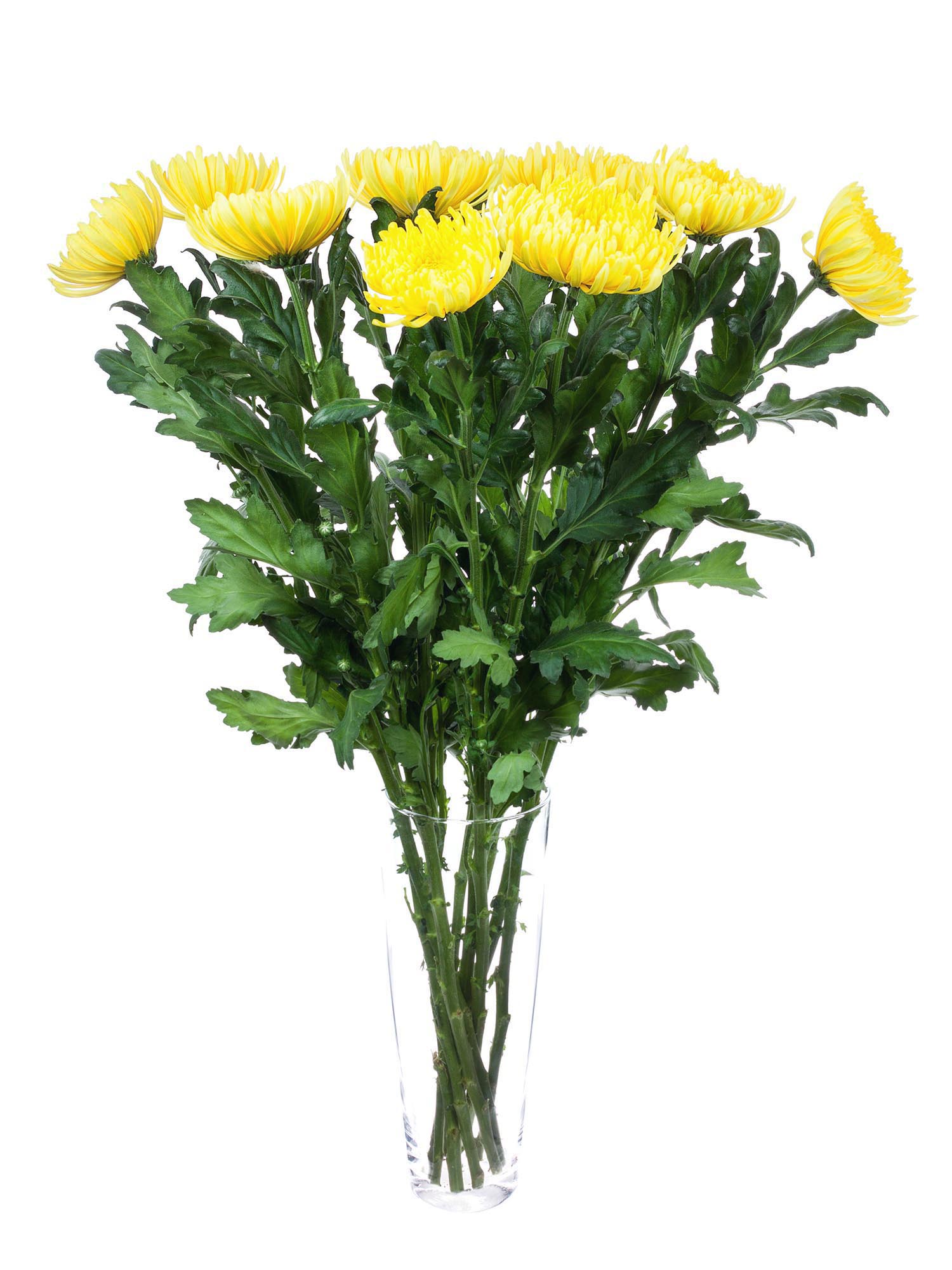 blumigo-chrysanthemen-pjotr-schnittblume-gelb image 2