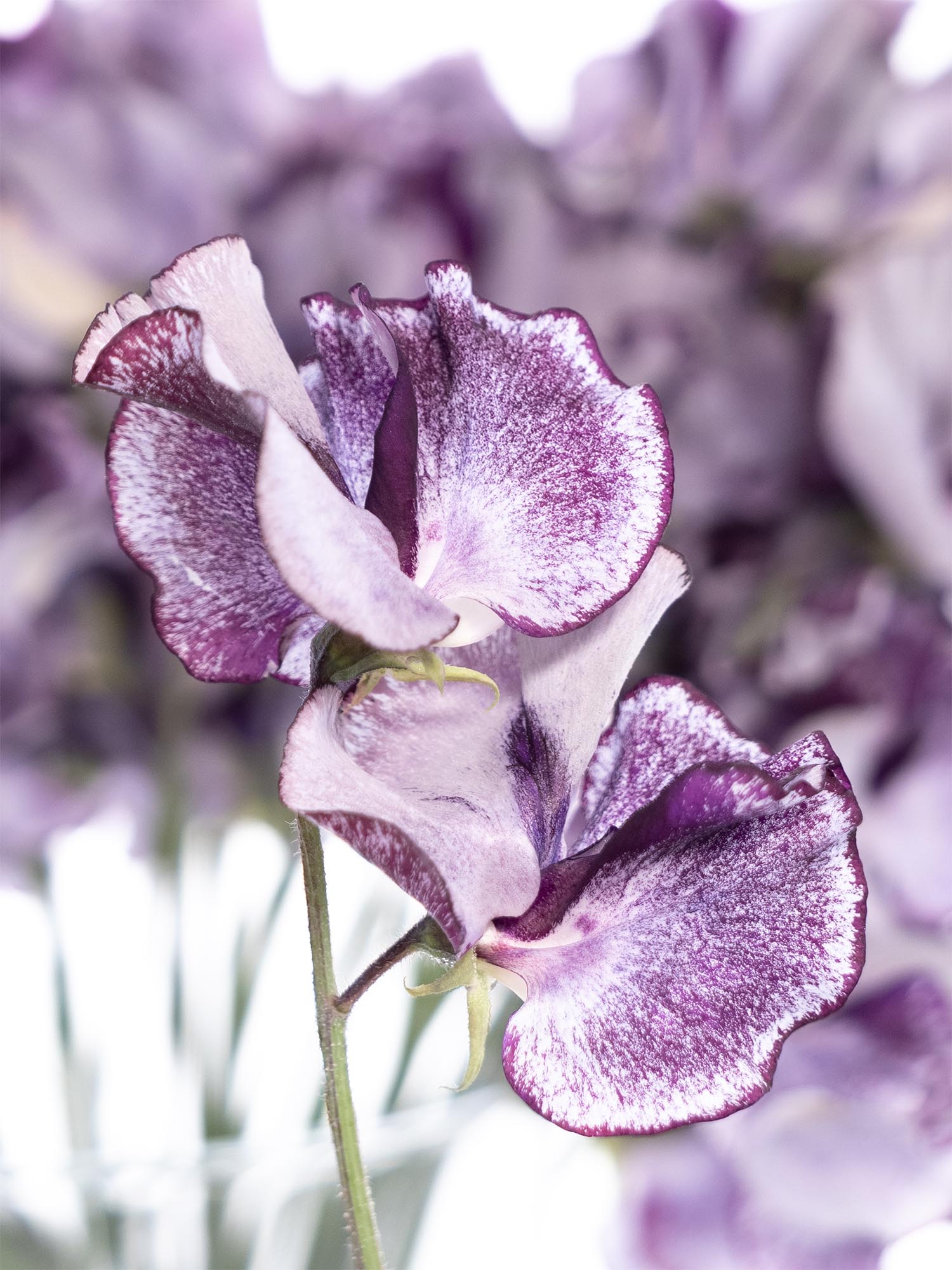 blumigo-wicken-wedding-violett-schnittblume-wei-violett image 4