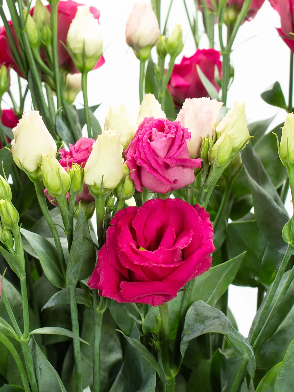 blumigo-lisianthus-eustoma-rosita-red-schnittblume-pink image 1
