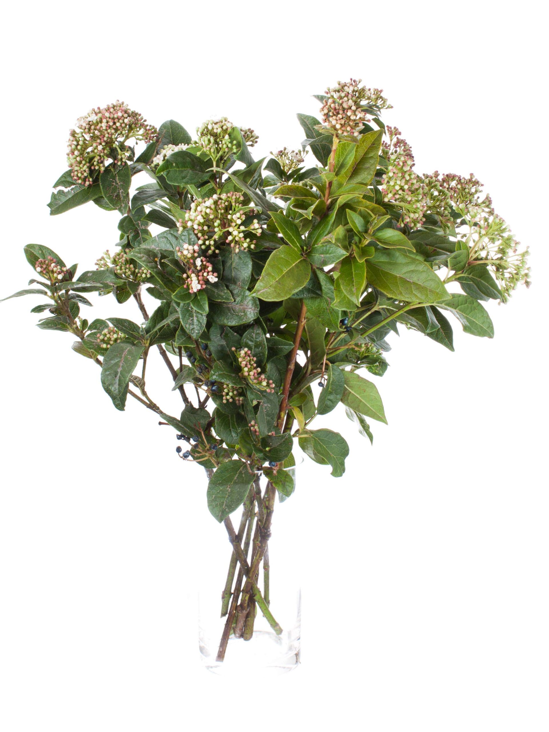 blumigo-viburnum-macrophylla-greenery-weiss-rot image 2