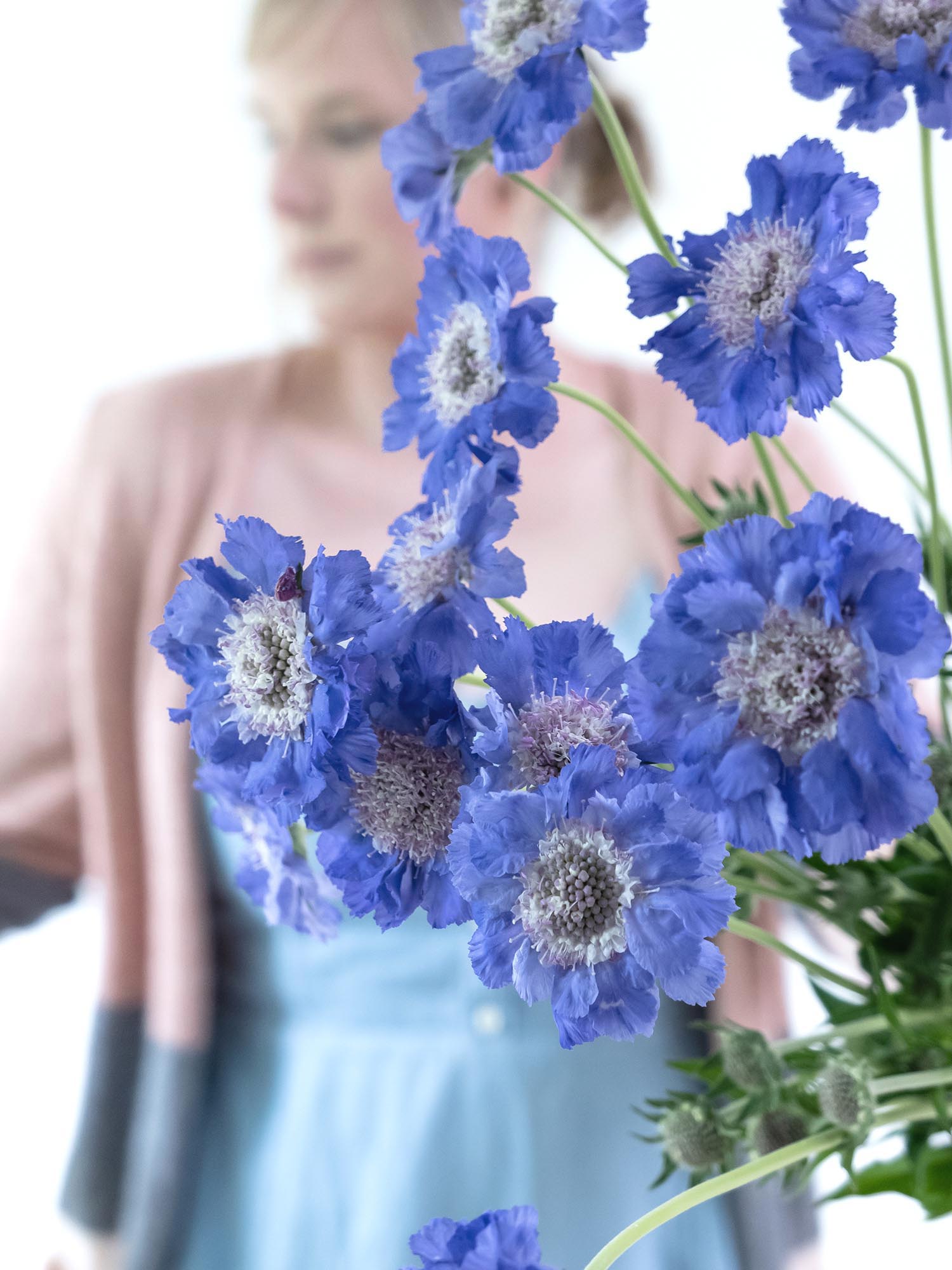 blumigo-skabiosen-staefa-schnittblumen-hellblau image 5