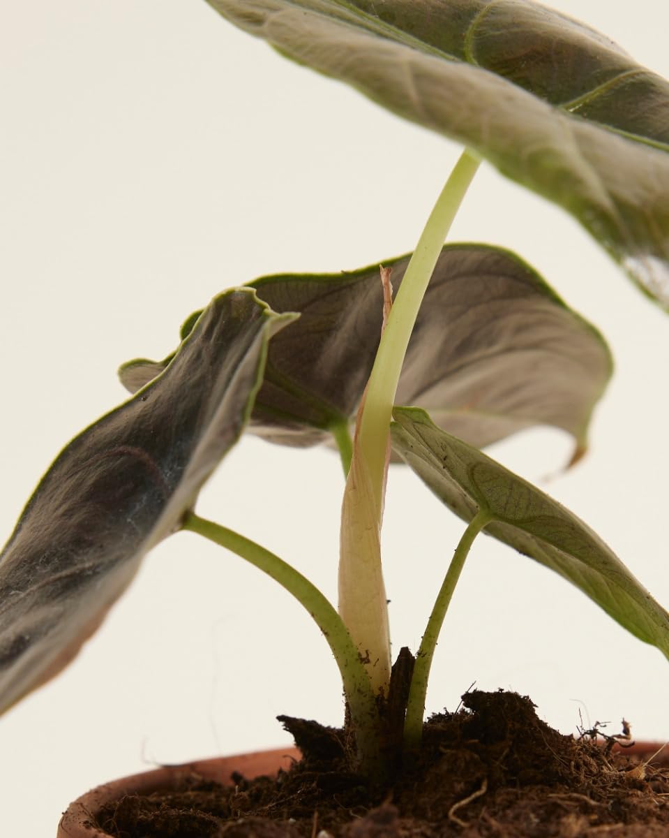 plnts-babyplnts-alocasia-azlanii-zimmerpflanze-10-cm-babypflanze image 4