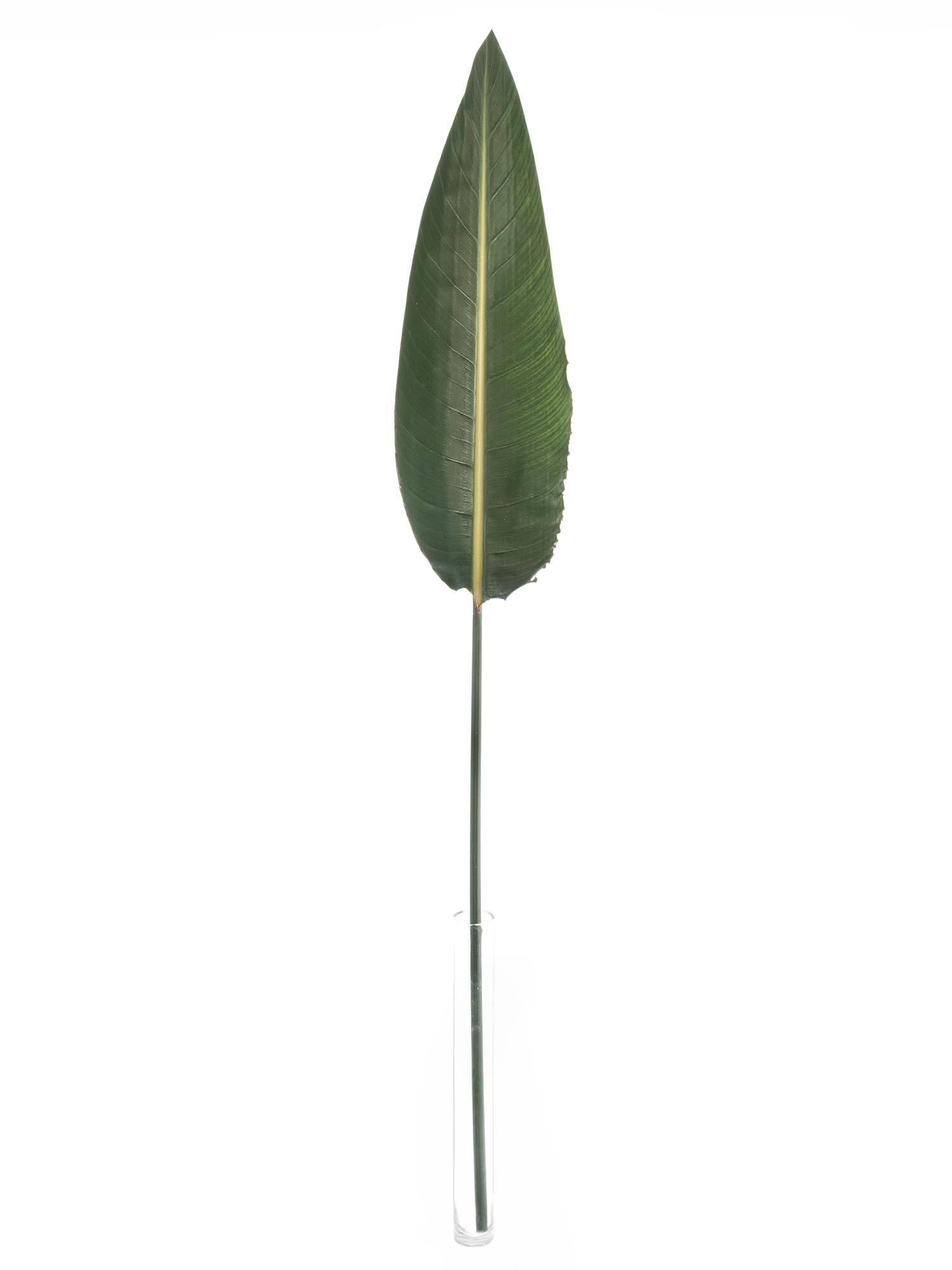 blumigo-blattwerk-strelitzienbl-tter-bindegr-n-gr-n-einzeln image 3