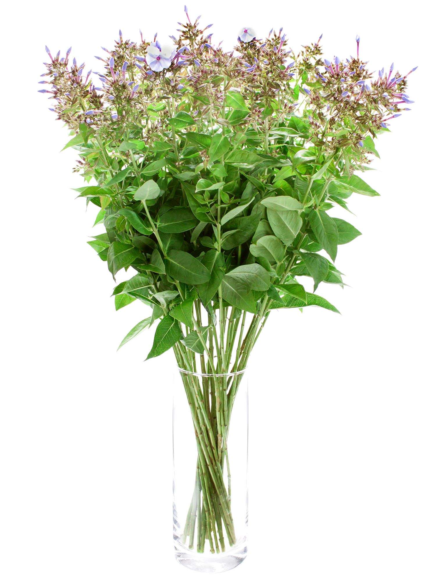 blumigo-phlox-miss-lolita-flammenblume-hellblau image 2