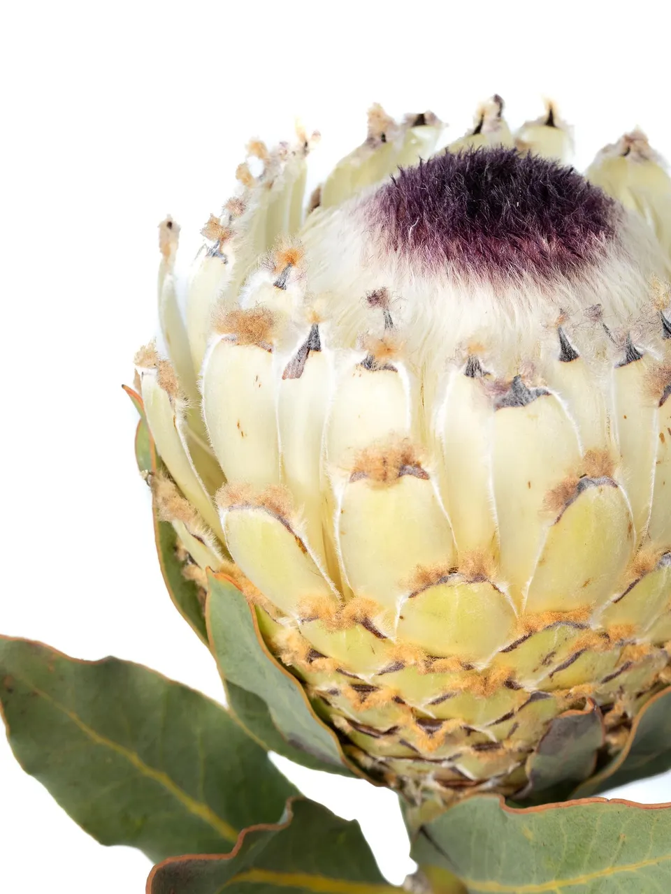 blumigo-proteen-ice-queen-protea-wei-schwarz image 1
