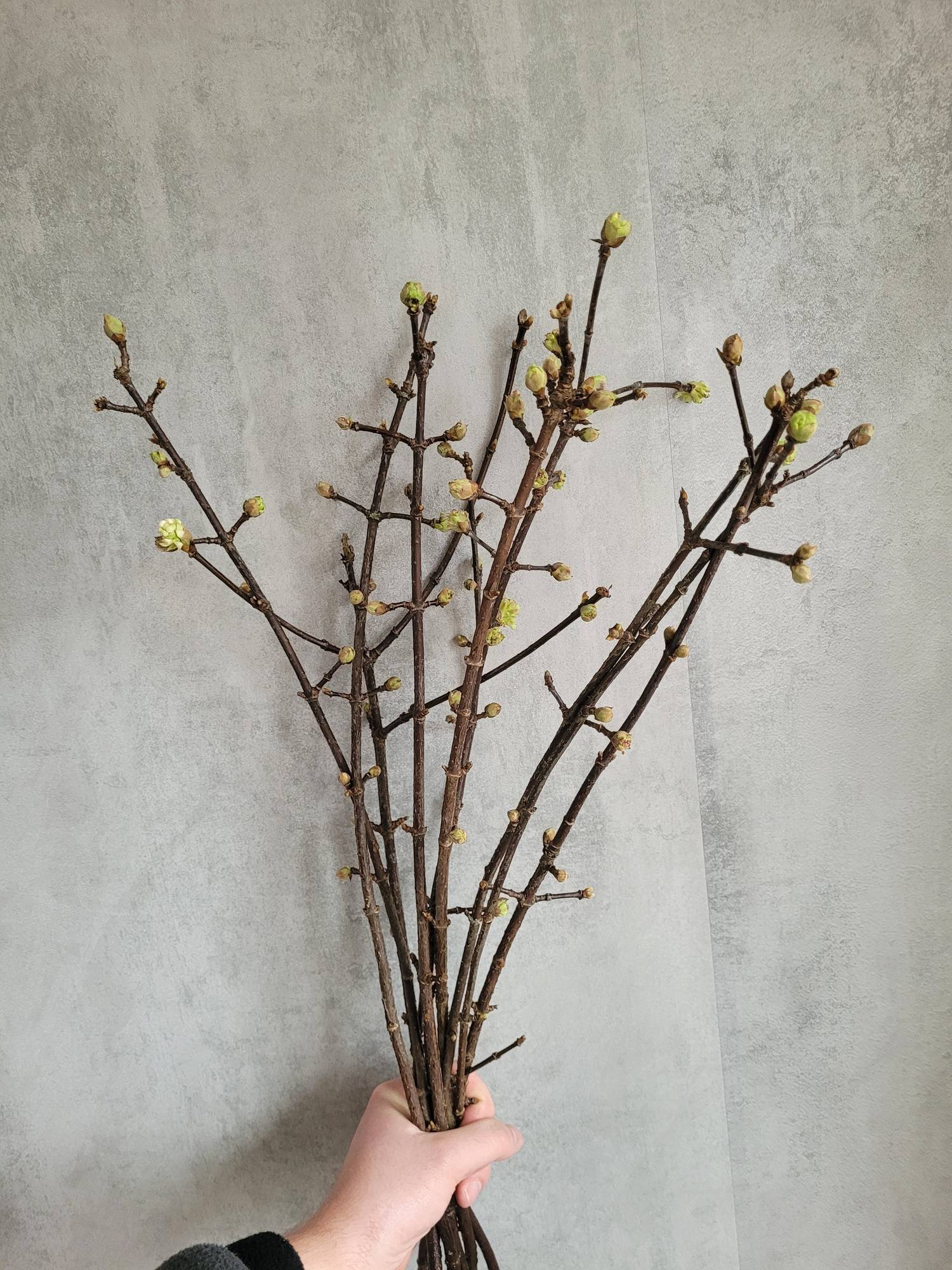 blumigo-viburnum-charles-lamont-greenery-wei-rosa-duft image 1